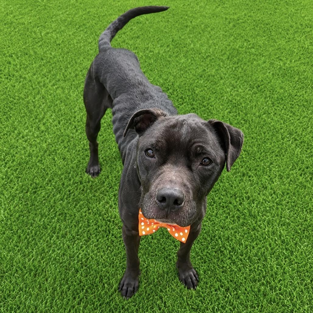 Enlarge Dorian, a Adoptable mixed breed in Binghamton, NY image 4/4