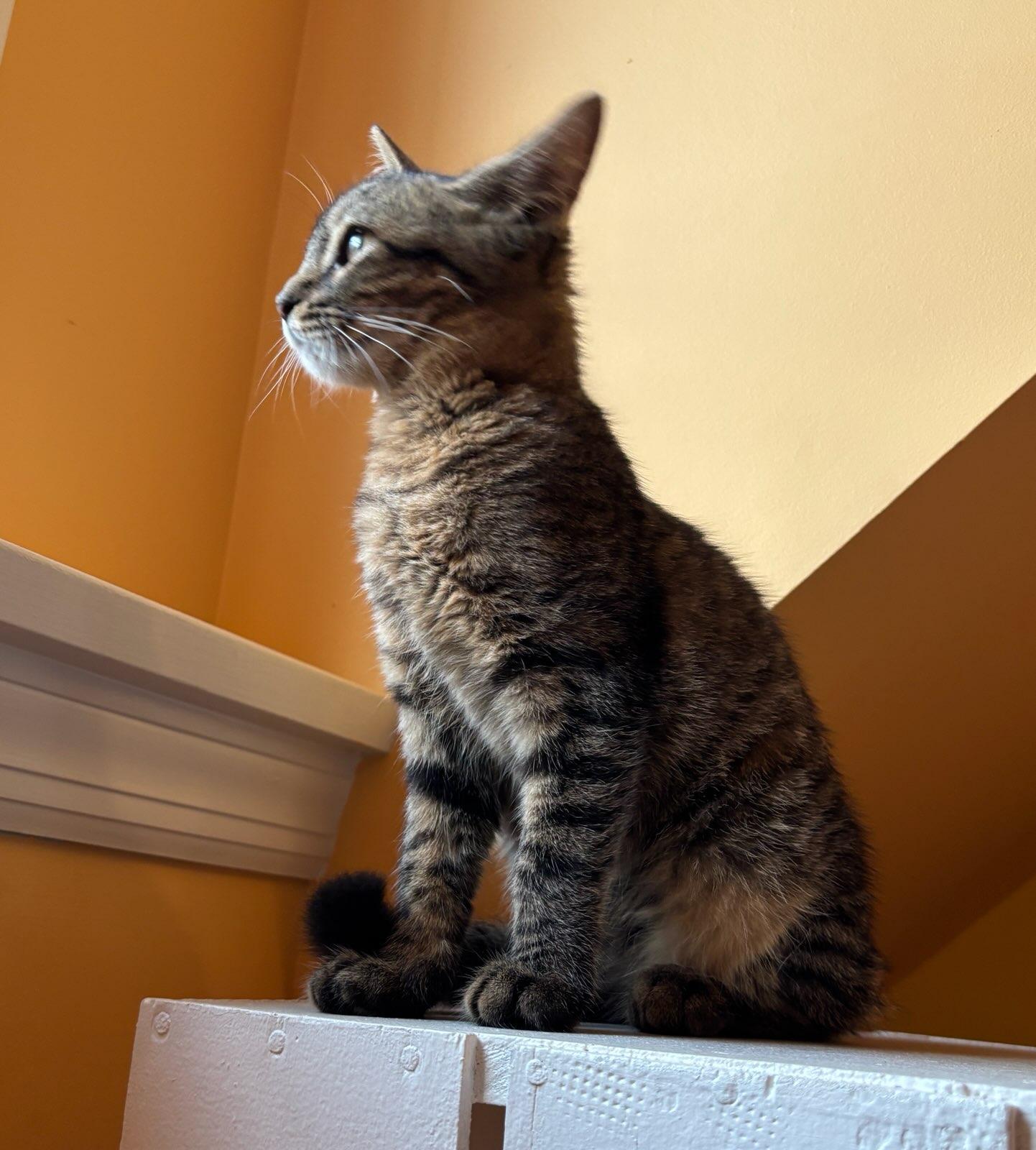 Enlarge Clementina, a ADOPTABLE Domestic Short Hair in Princeton, NJ image 1/3