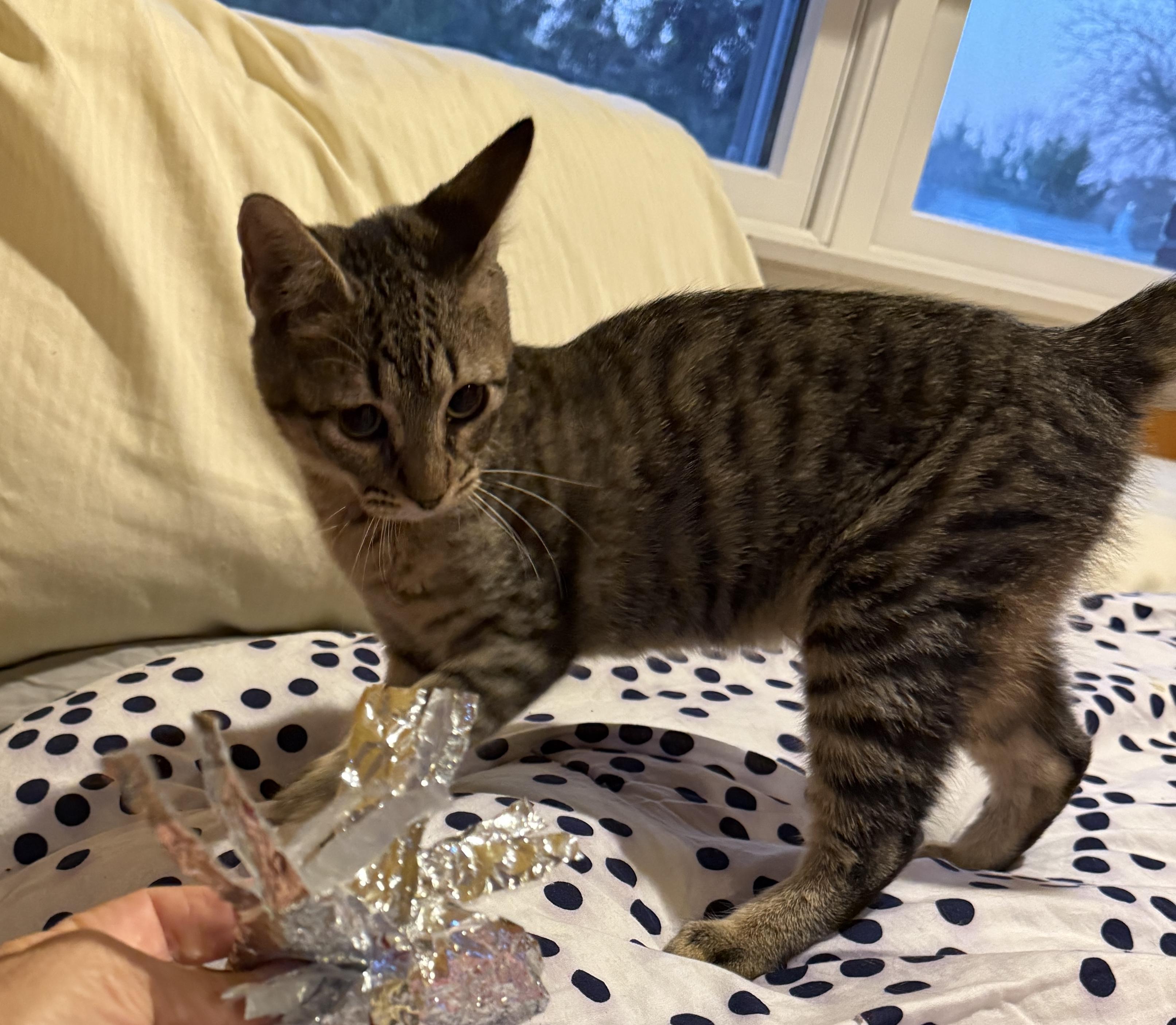 Enlarge Clementina, a ADOPTABLE Domestic Short Hair in Princeton, NJ image 3/3