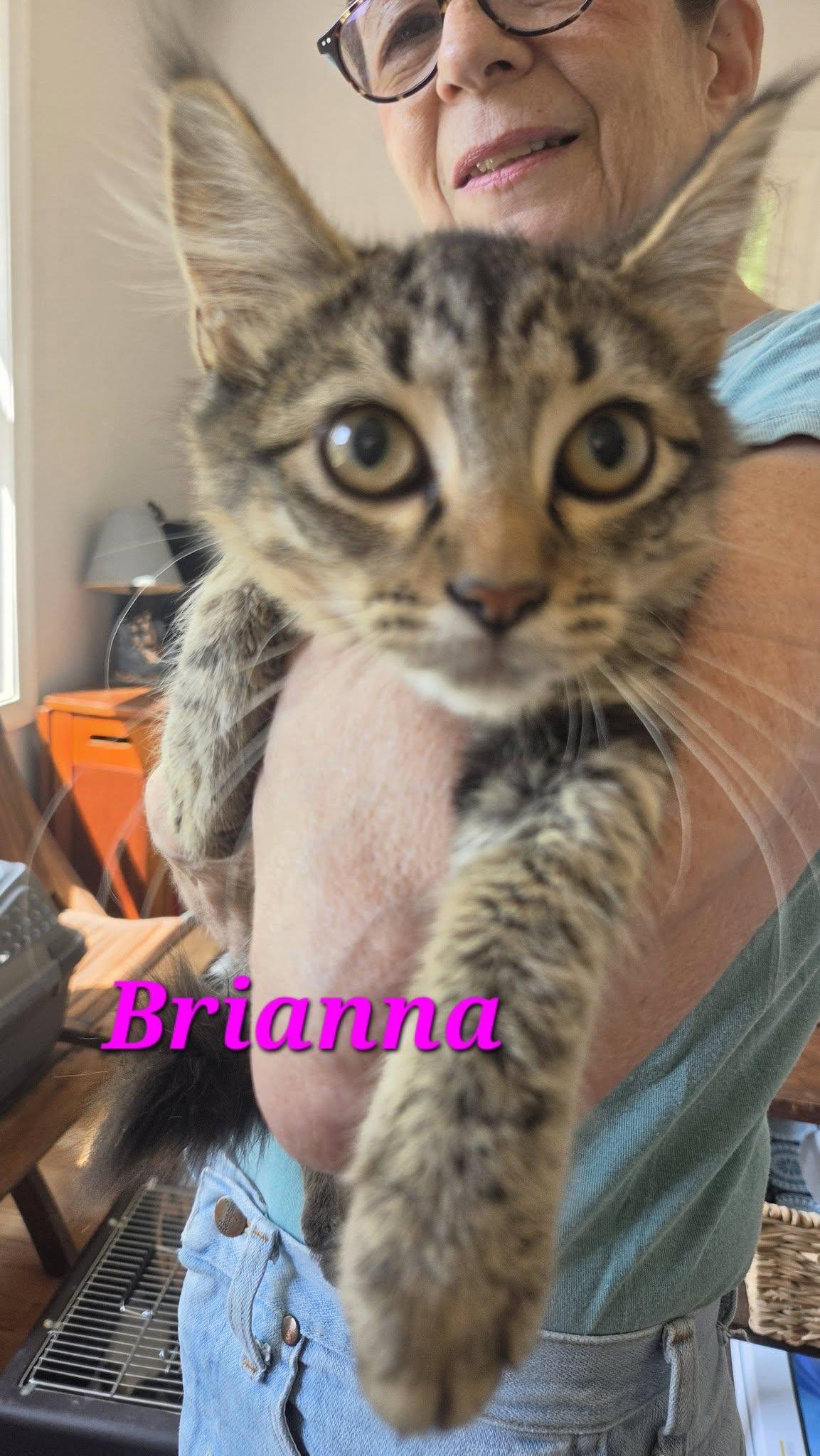 Brianna - at Petsense Madison Hgts, ADOPTABLE, Young Female Domestic Medium Hair.