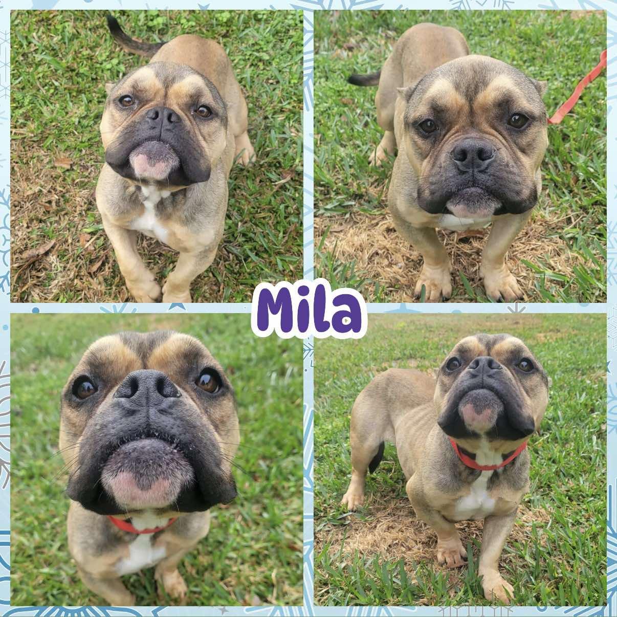 Enlarge Mila, a ADOPTABLE mixed breed in Ringwood, NJ image 1/1
