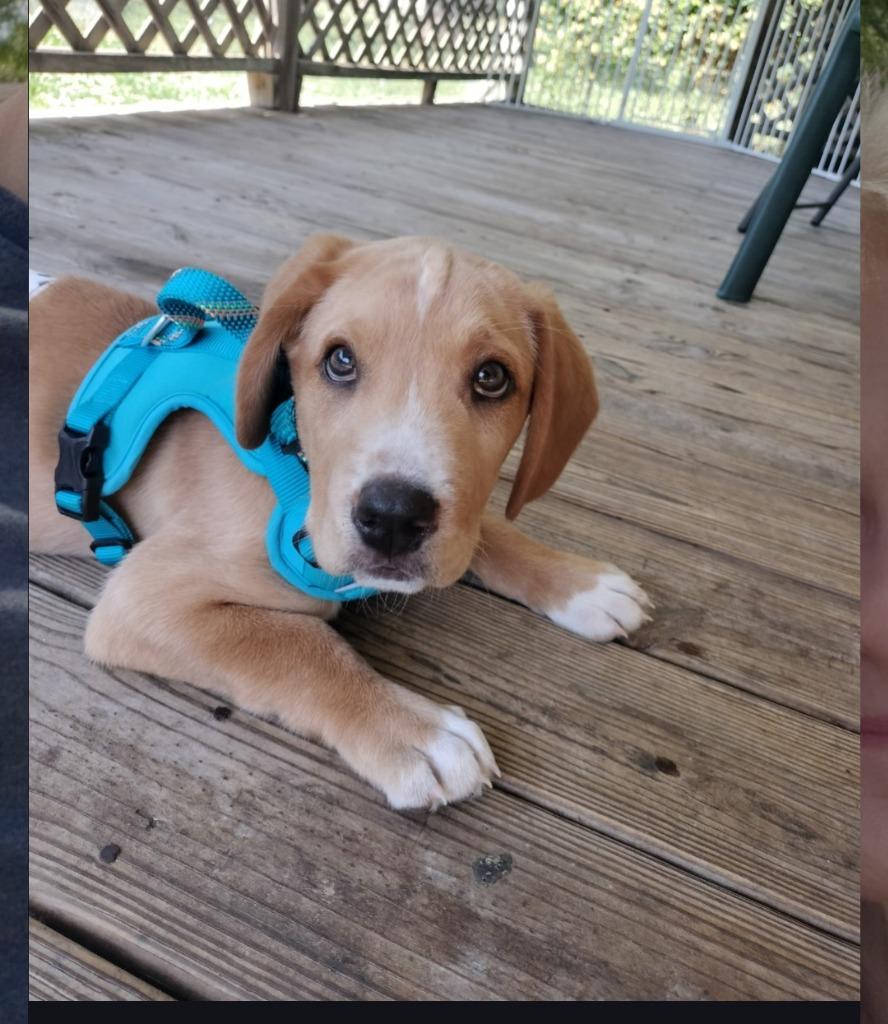 Baby Snoop, Adoptable, Puppy Male Catahoula Leopard Dog & Labrador Retriever.