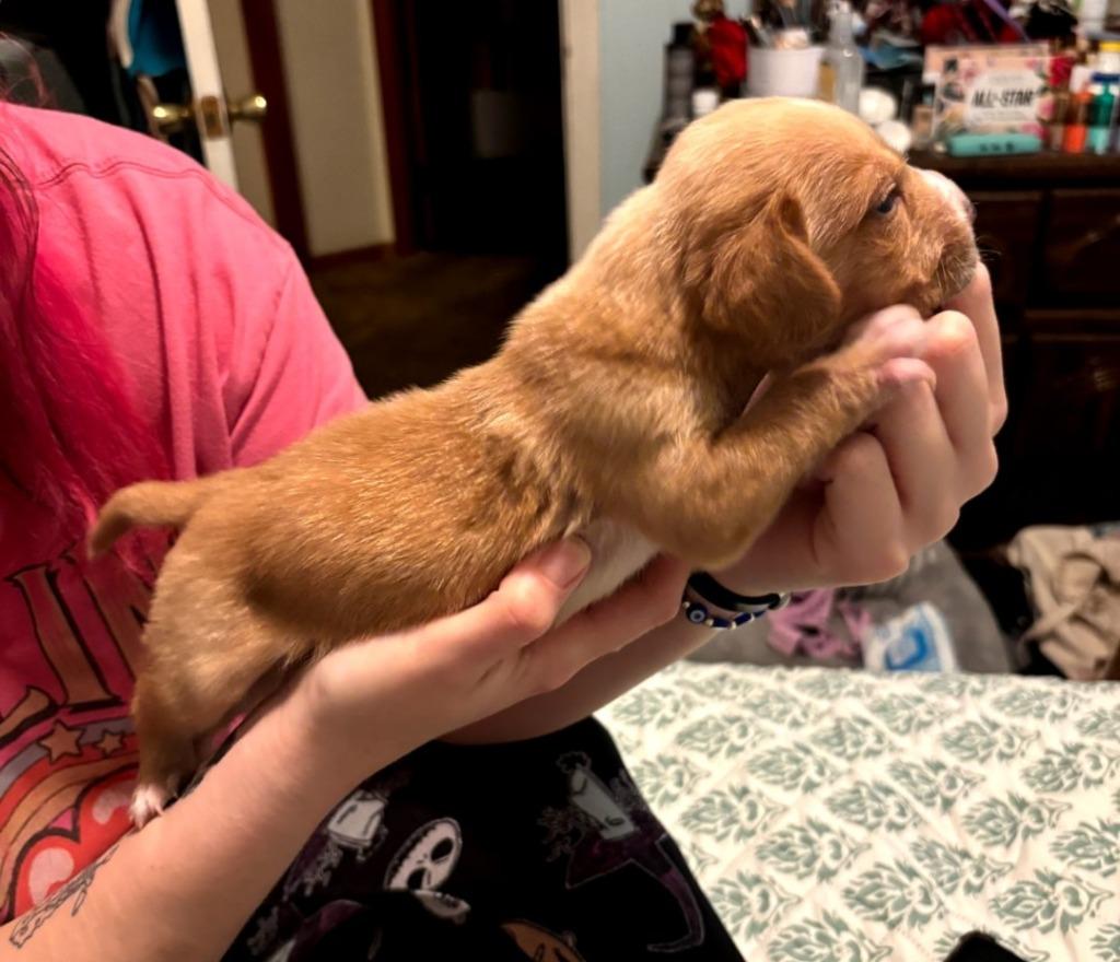 Enlarge Baby Snoop, a Adoptable mixed breed in Madison, AL image 1/6