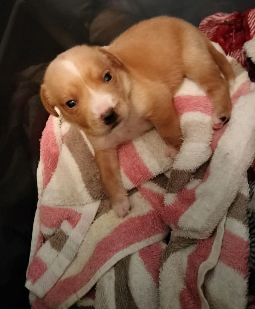 Enlarge Baby Snoop, a Adoptable mixed breed in Madison, AL image 2/6