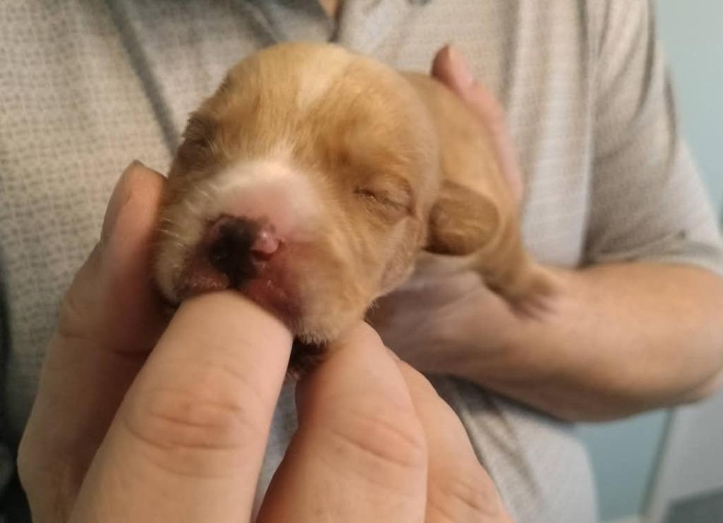 Enlarge Baby Snoop, a Adoptable mixed breed in Madison, AL image 3/6