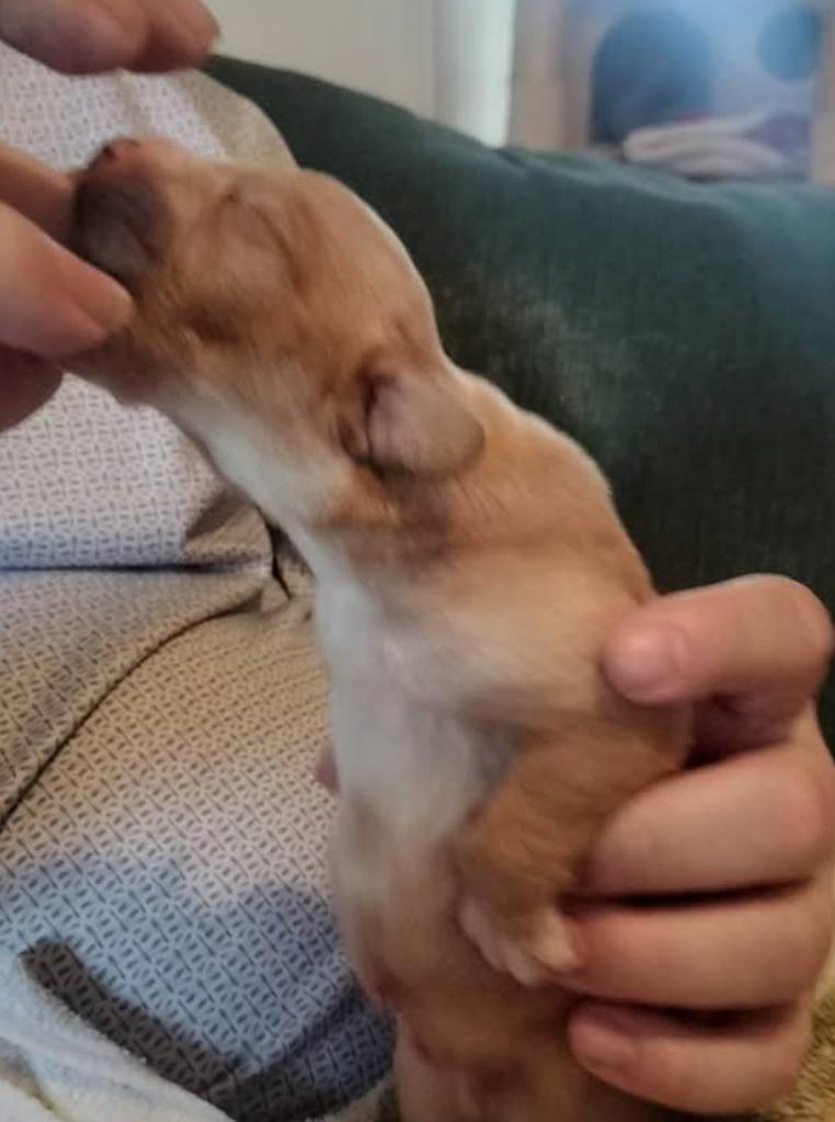 Enlarge Baby Snoop, a Adoptable mixed breed in Madison, AL image 4/6