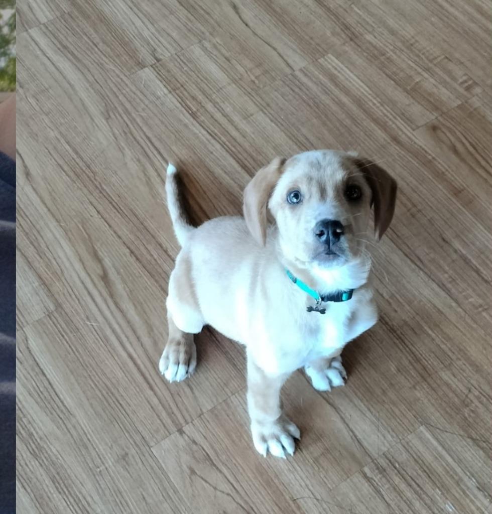 Enlarge Baby Snoop, a Adoptable mixed breed in Madison, AL image 5/6