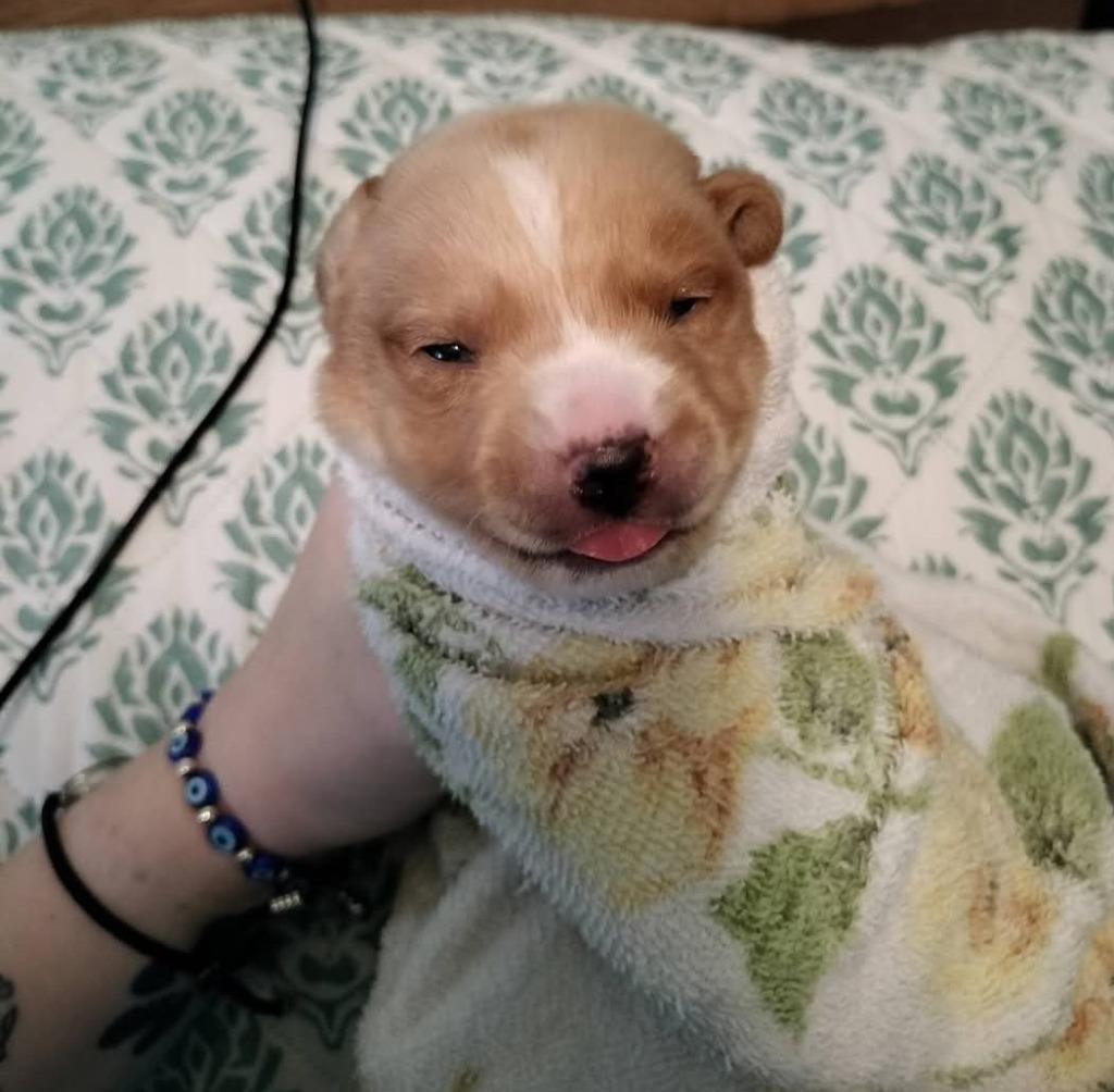 Enlarge Baby Snoop, a Adoptable mixed breed in Madison, AL image 6/6