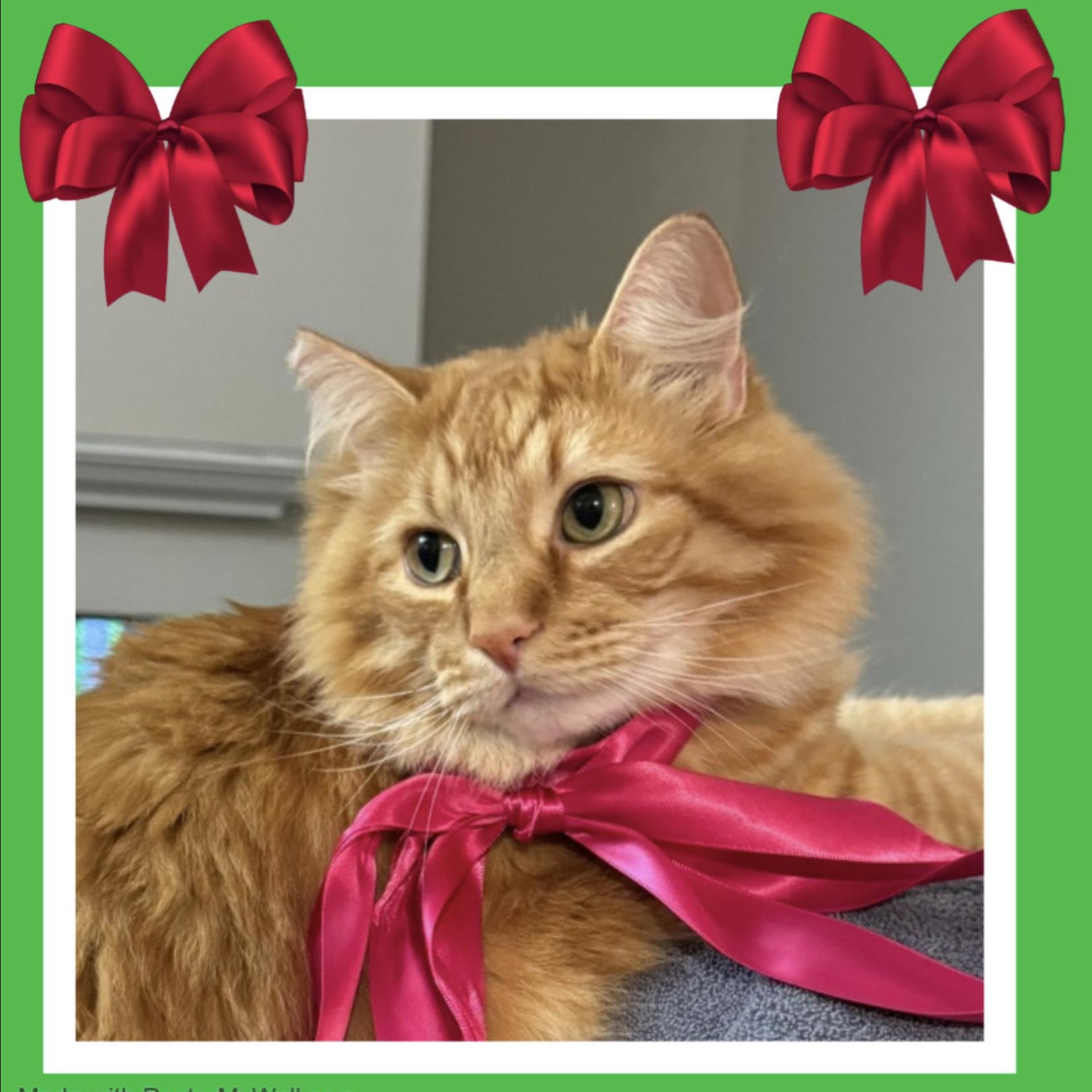 Enlarge Leo & Pinky BONDED , an adopted mixed breed in Beaverton, OR image 5/6