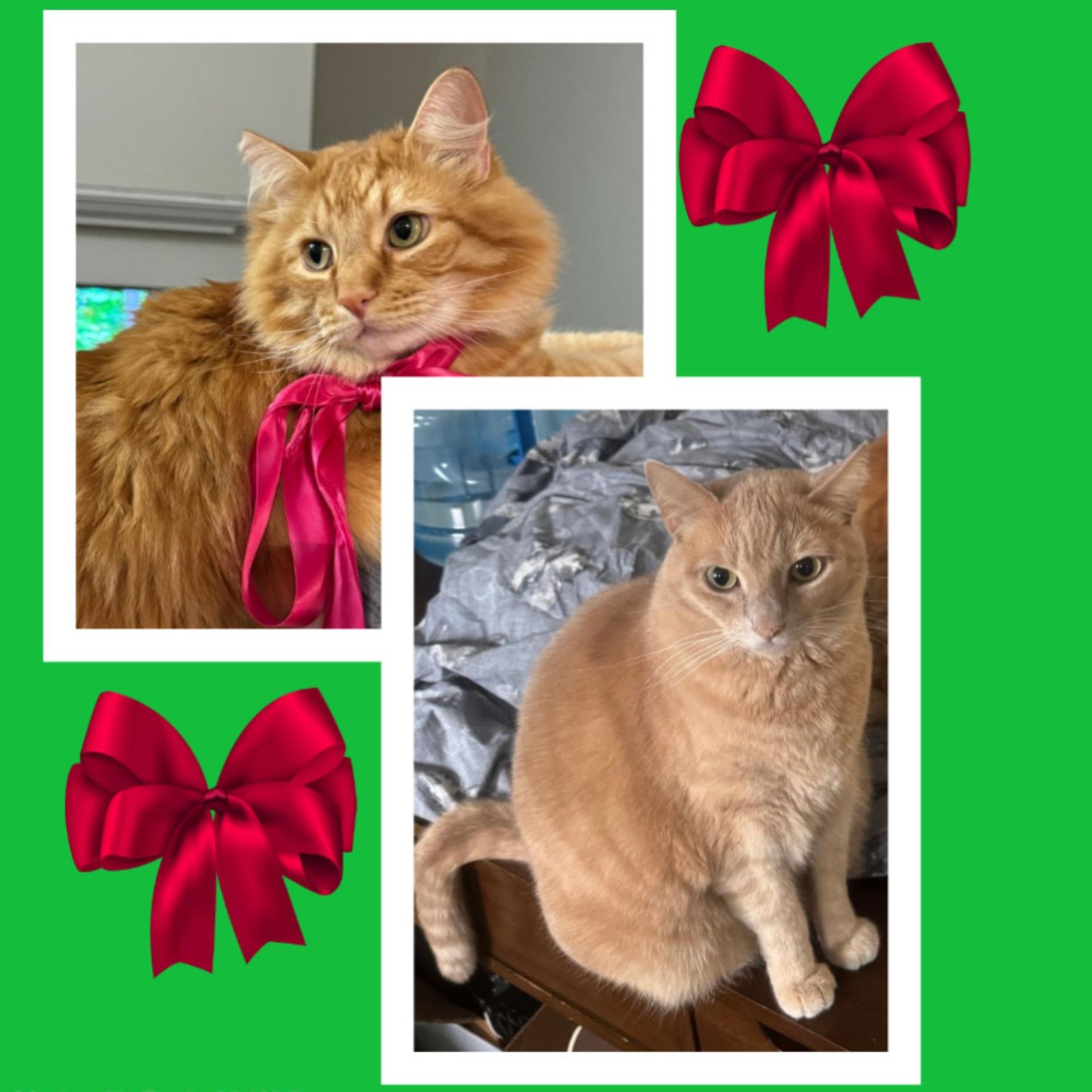 Enlarge Leo & Pinky BONDED , an adopted mixed breed in Beaverton, OR image 1/6