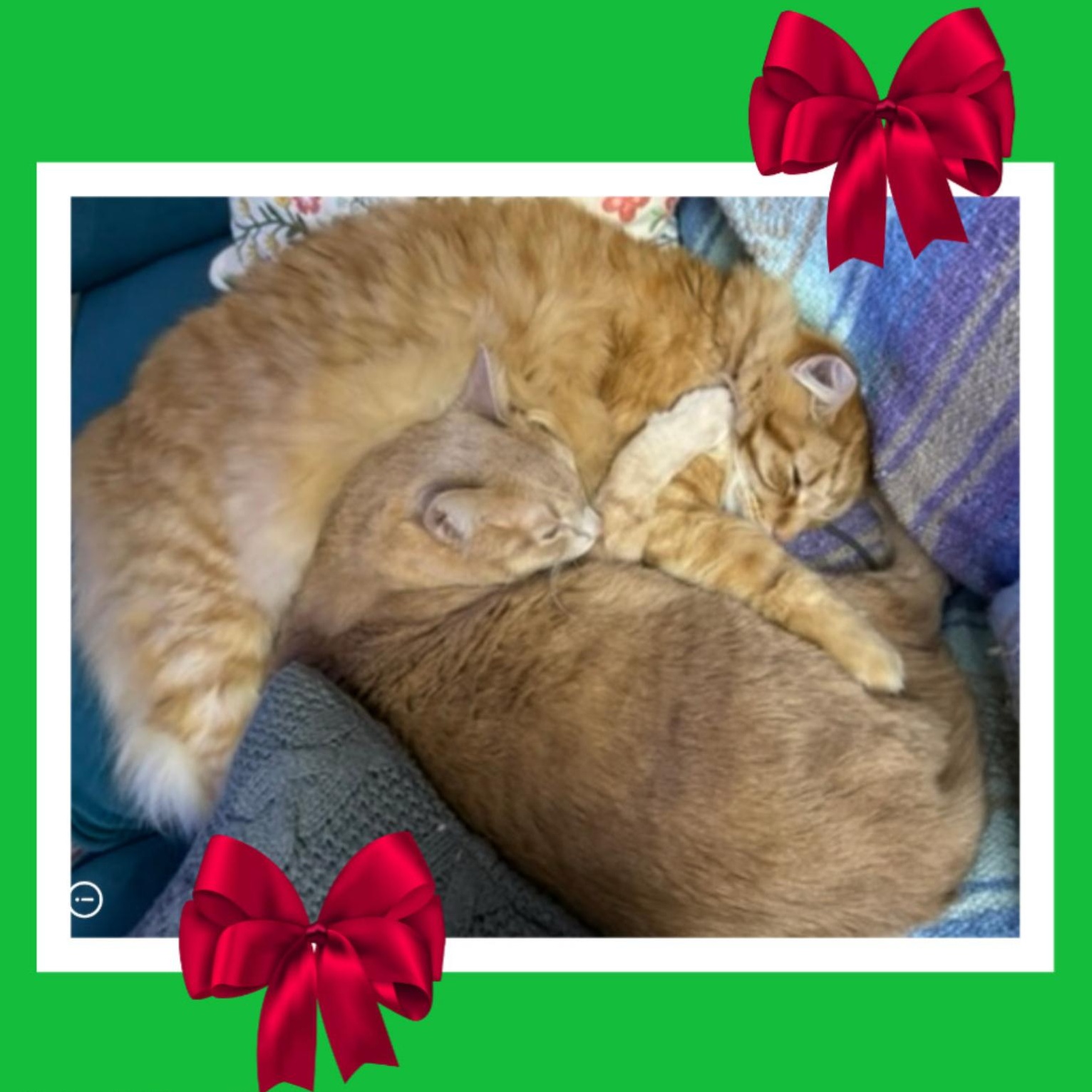Enlarge Leo & Pinky BONDED , an adopted mixed breed in Beaverton, OR image 4/6