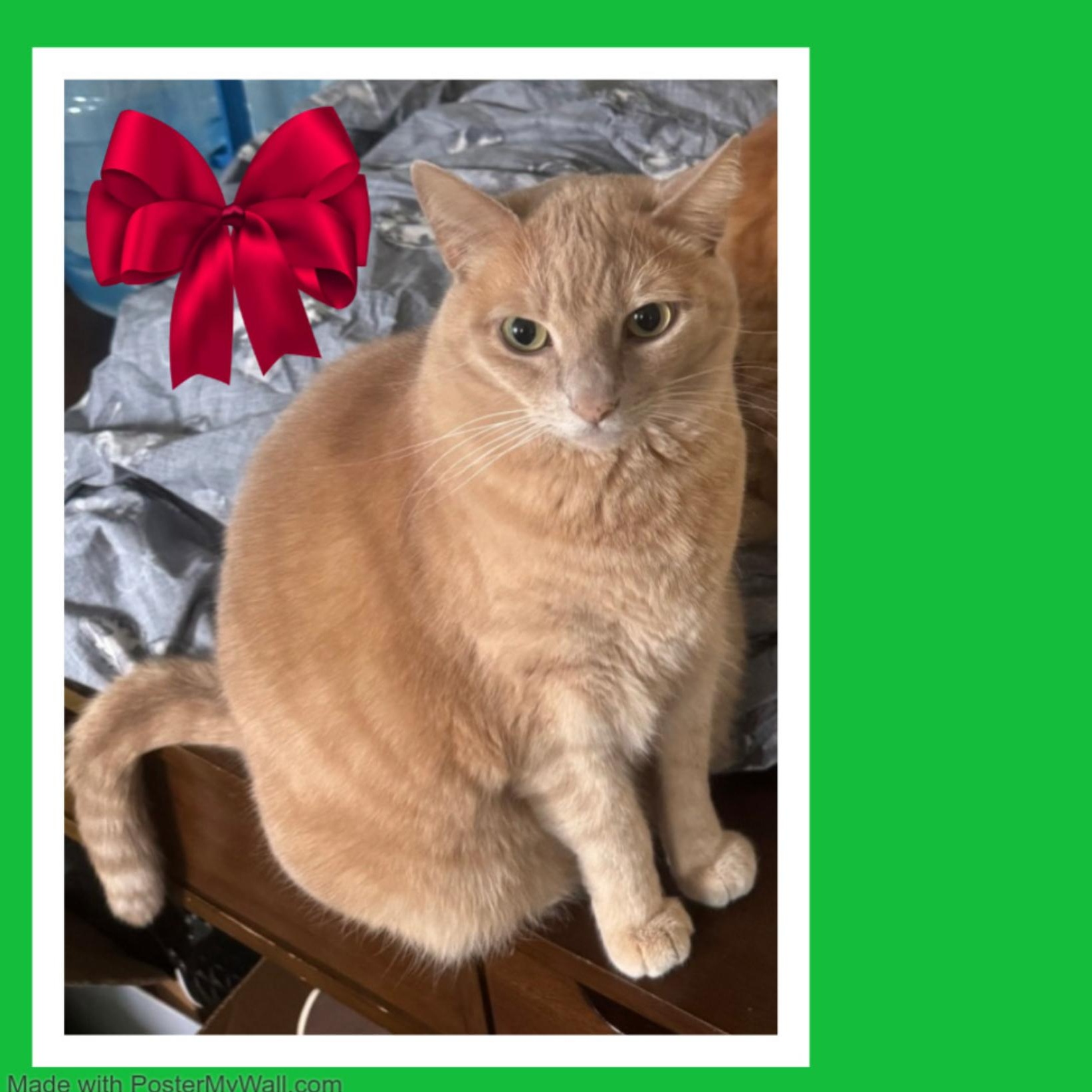 Enlarge Leo & Pinky BONDED , an adopted mixed breed in Beaverton, OR image 3/6