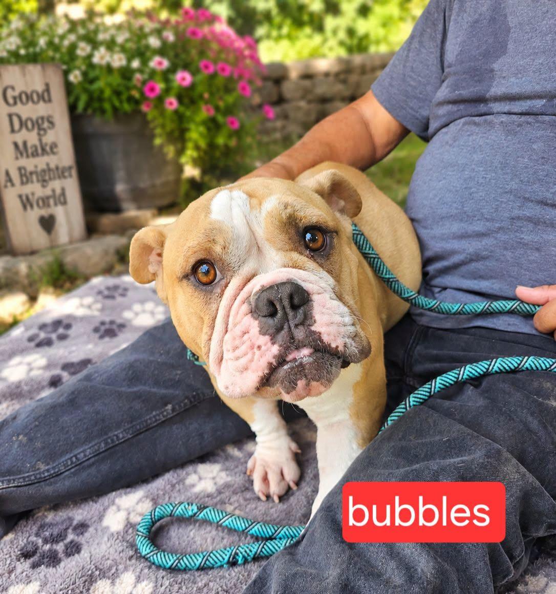 Bubbles, Adopted, Young Female Bulldog.