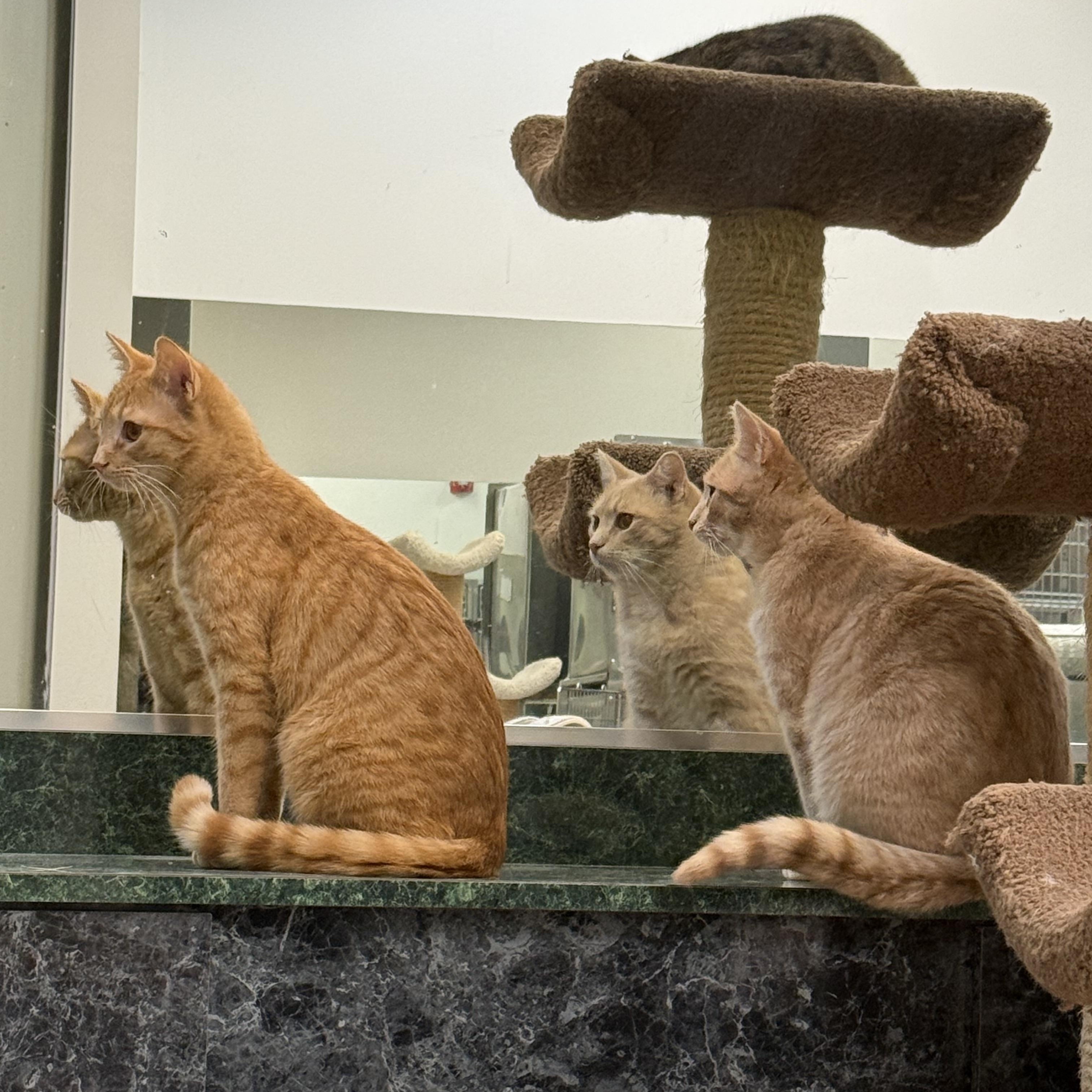 Enlarge Kai, a Adoptable Domestic Short Hair in Plymouth, MA image 5/5