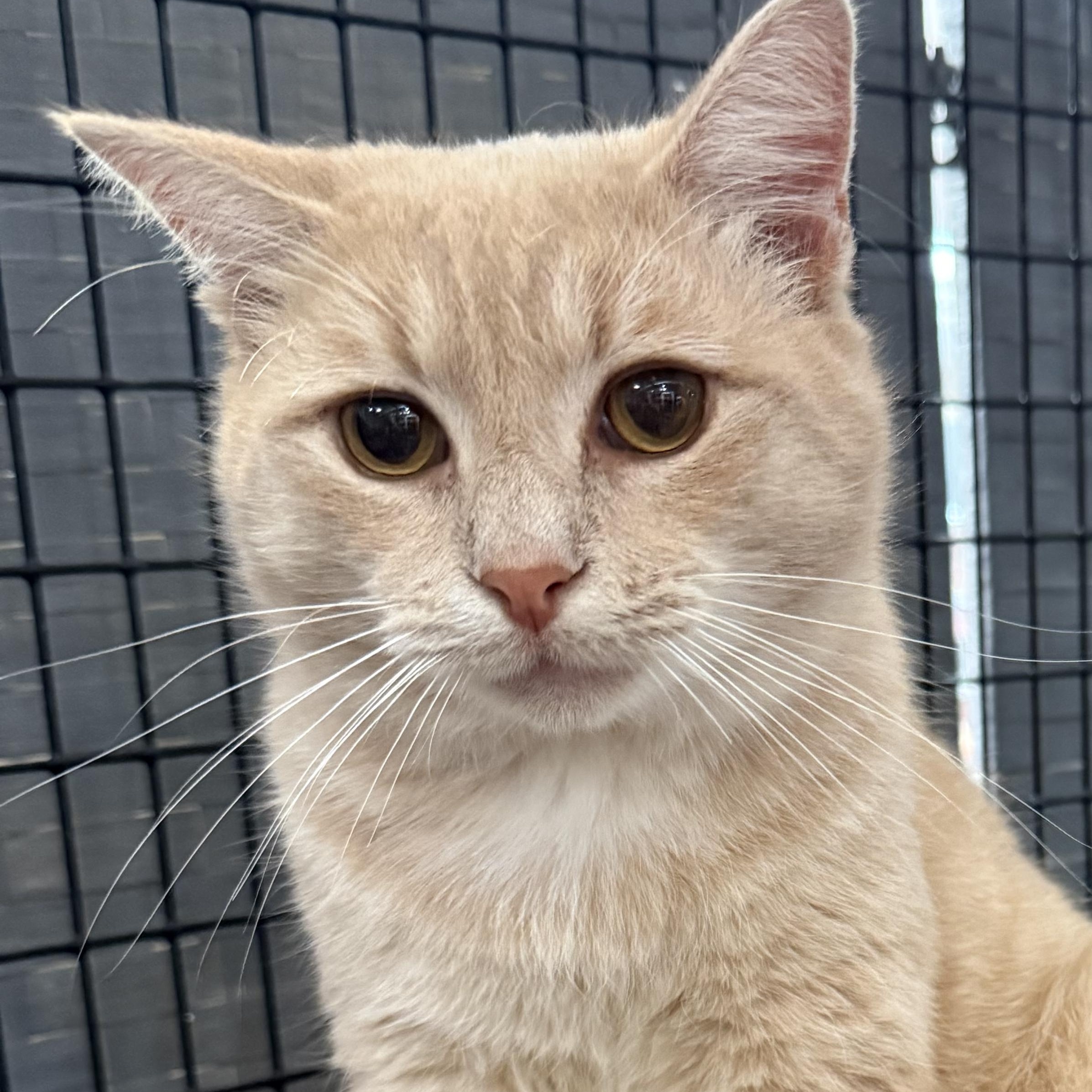 Kai, Adoptable, Adult Male Domestic Short Hair.