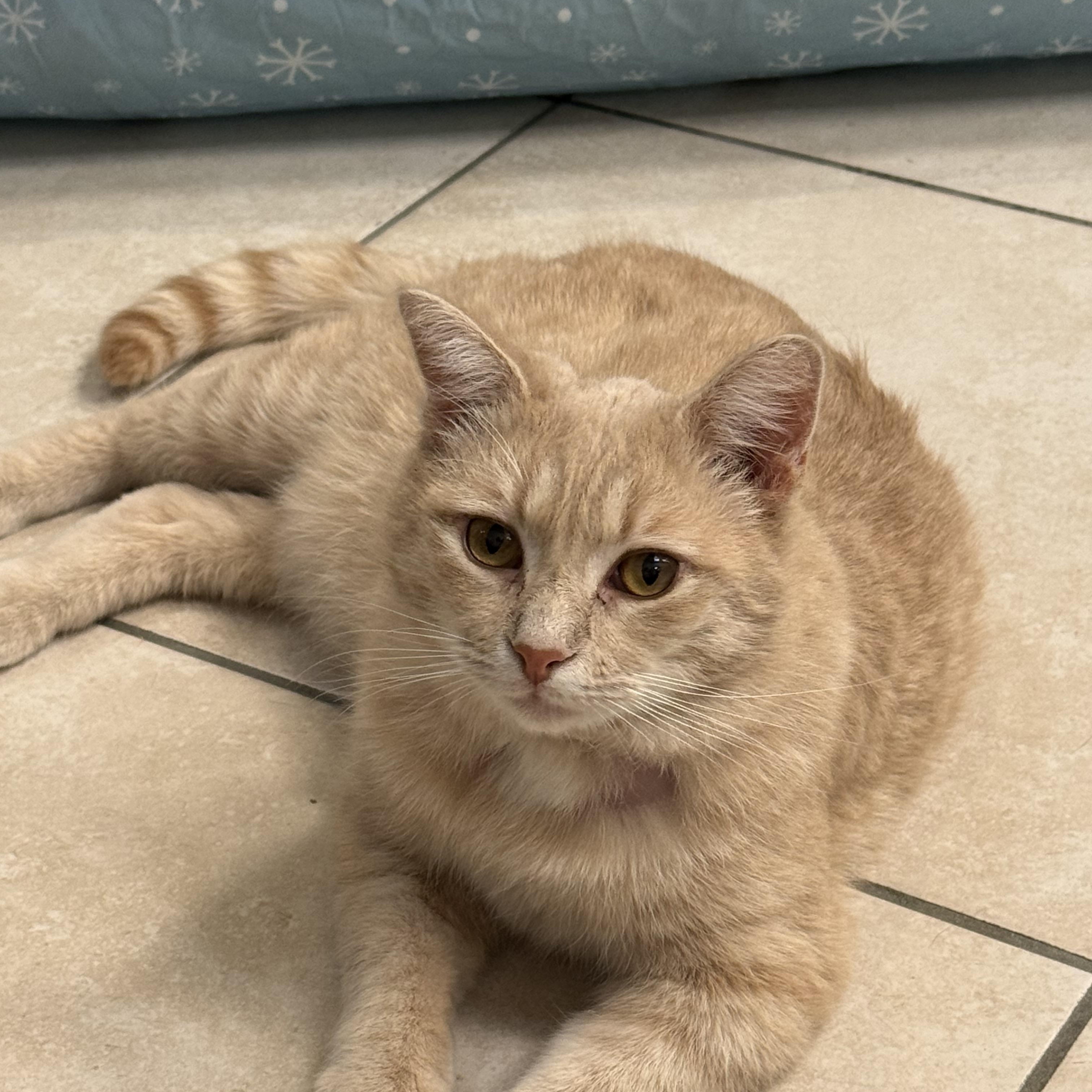 Kai, Adoptable, Adult Male Domestic Short Hair.