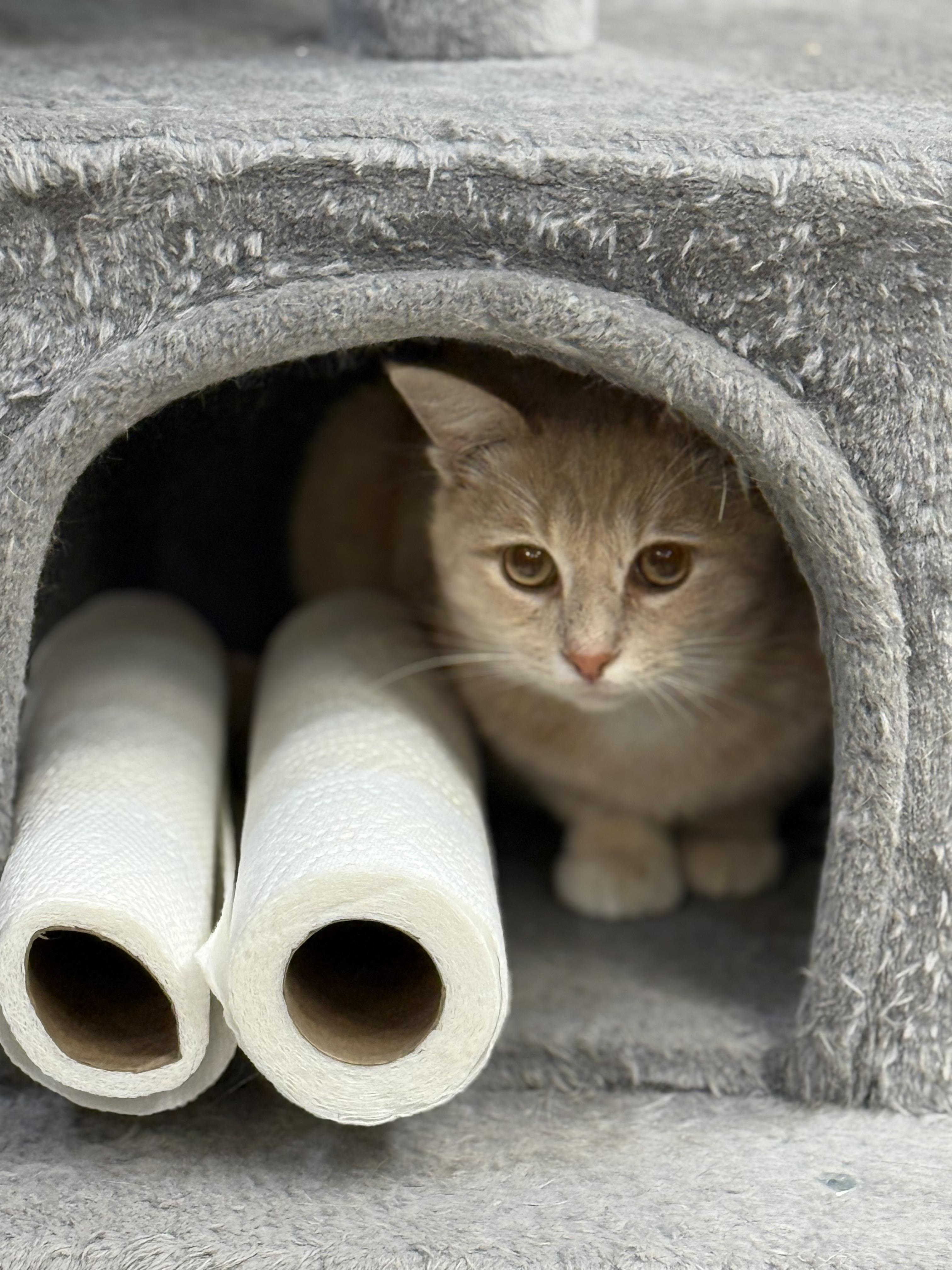 Enlarge Kai, a Adoptable Domestic Short Hair in Plymouth, MA image 2/2