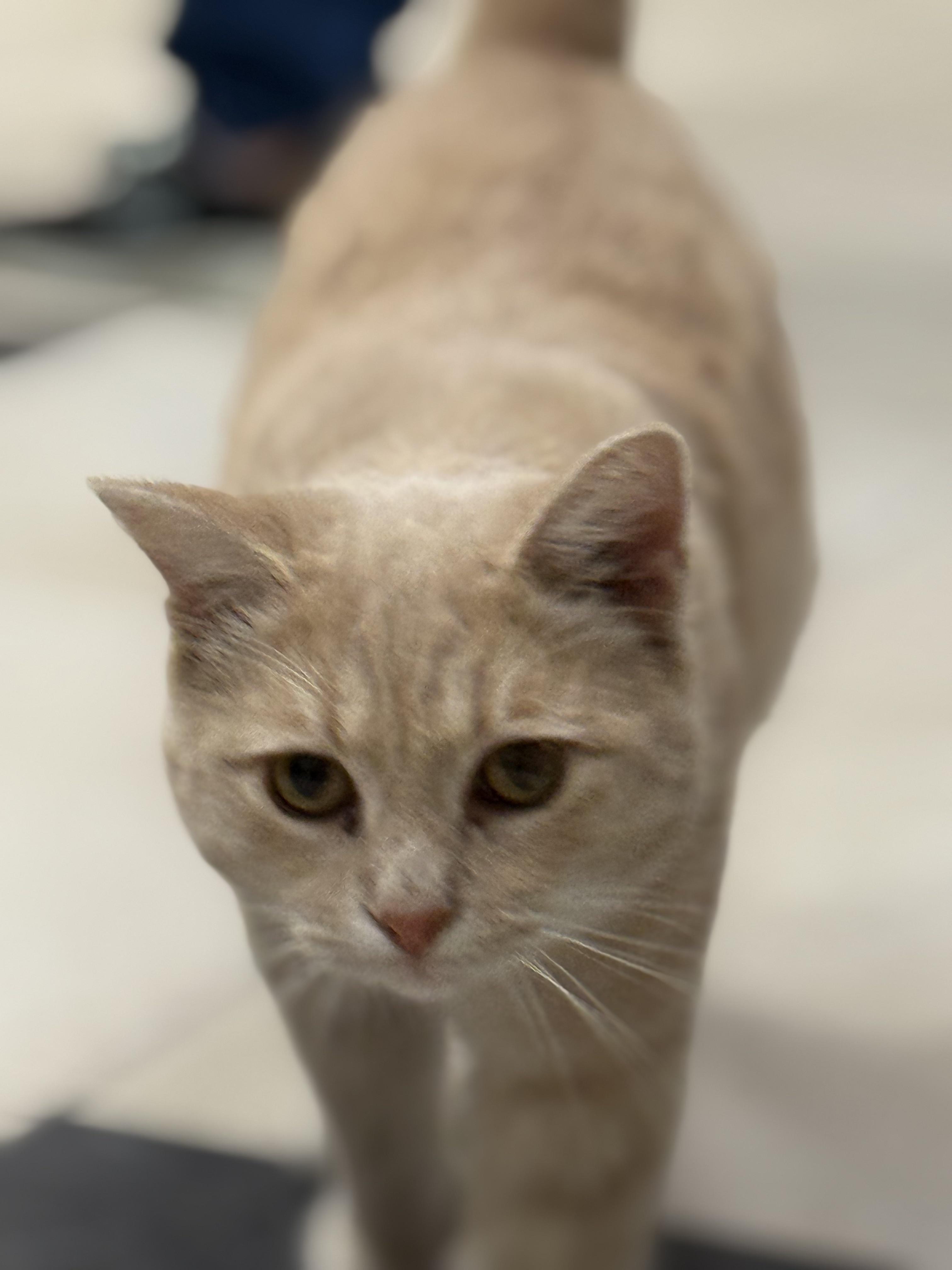 Enlarge Kai, a Adoptable Domestic Short Hair in Plymouth, MA image 1/2