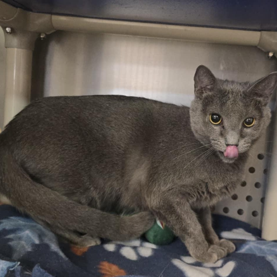 Donald, Adoptable, Adult Male Domestic Short Hair.