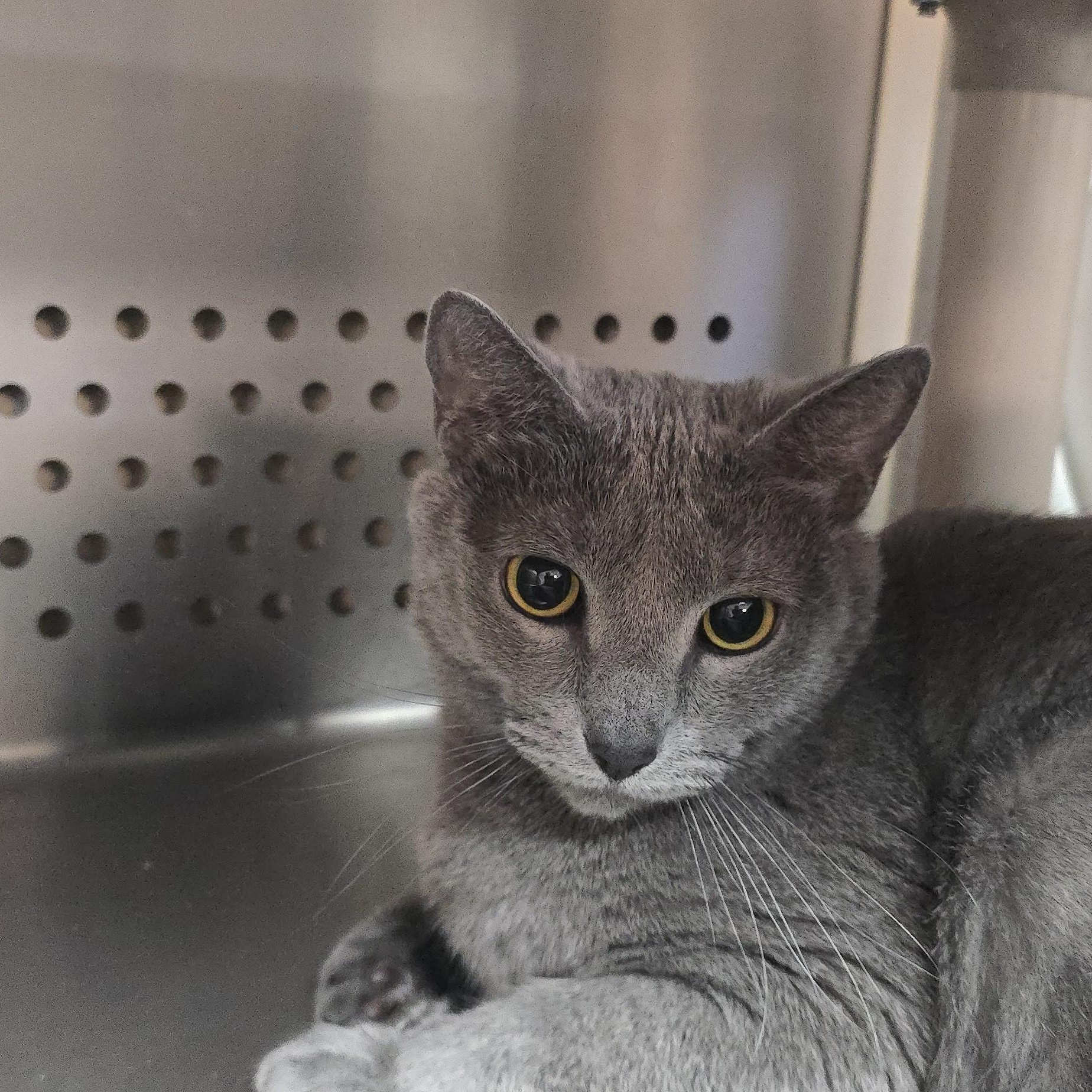 Donald, a Adoptable Domestic Short Hair in Orange, VA image 2/2