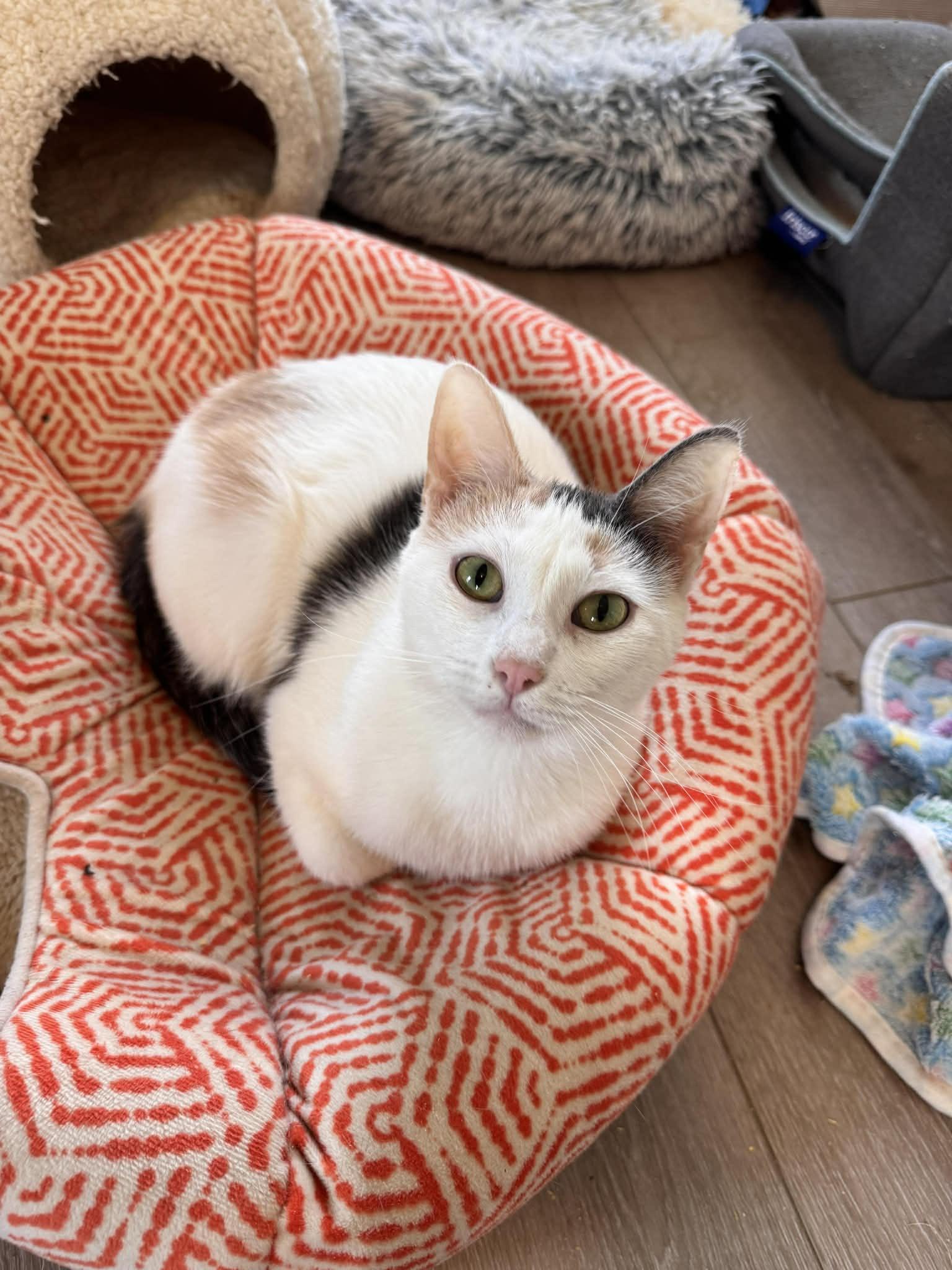 Gerty, Adoptable, Adult Female Domestic Short Hair.