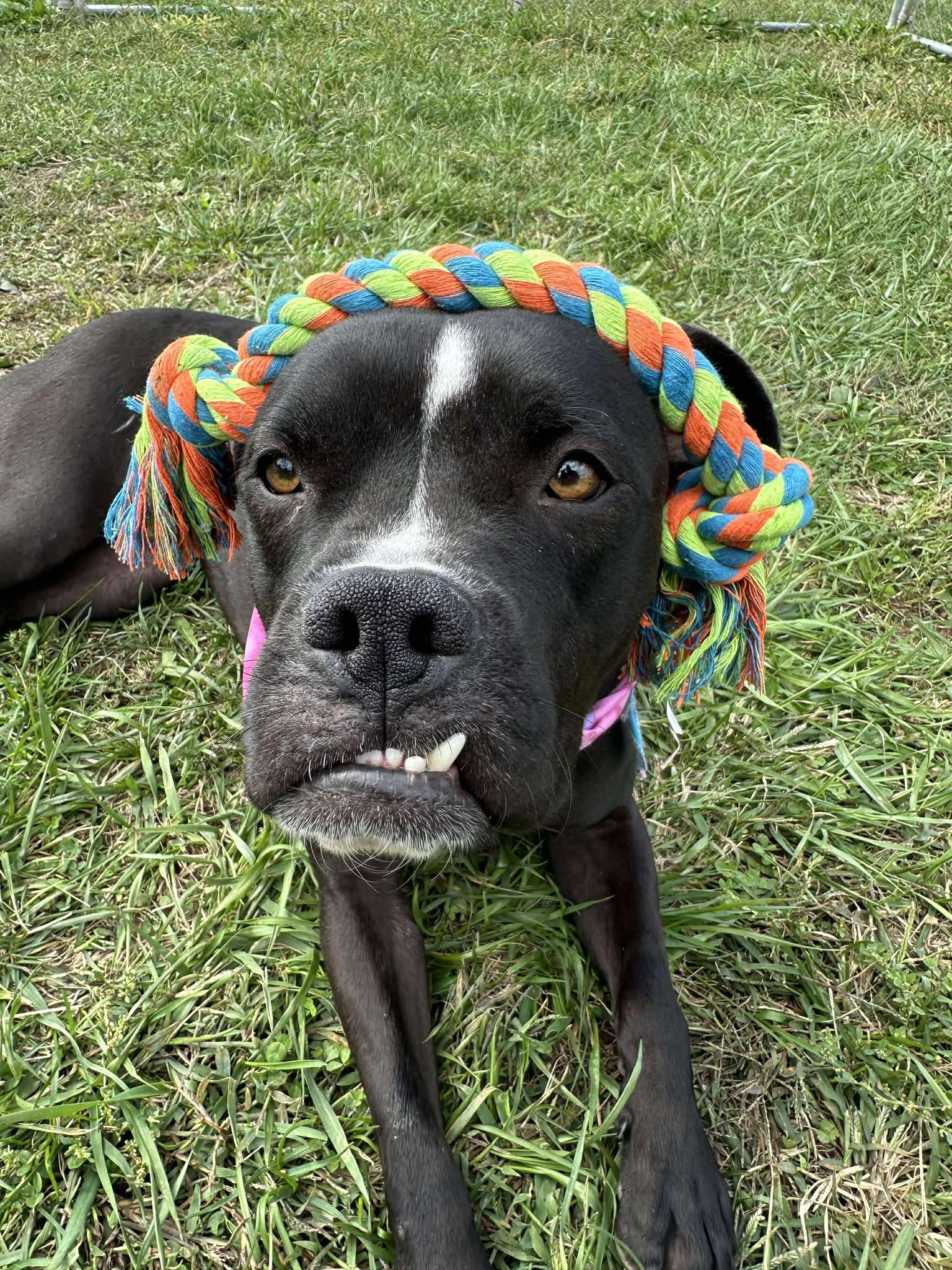 Drako, Adoptable, Adult Male Mixed Breed.