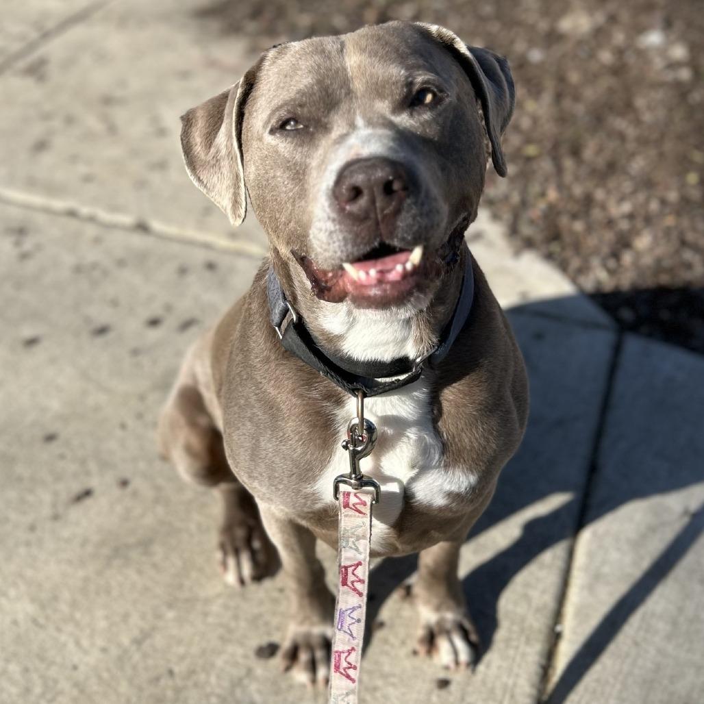 Zeus, Adoptable, Adult Male Mixed Breed.