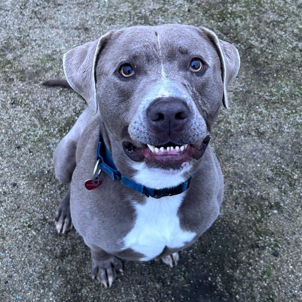 Enlarge Zeus, a Adoptable mixed breed in Medford, OR image 3/6