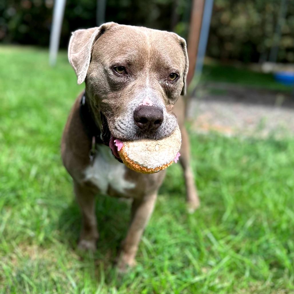 Enlarge Zeus, a Adoptable mixed breed in Medford, OR image 4/6