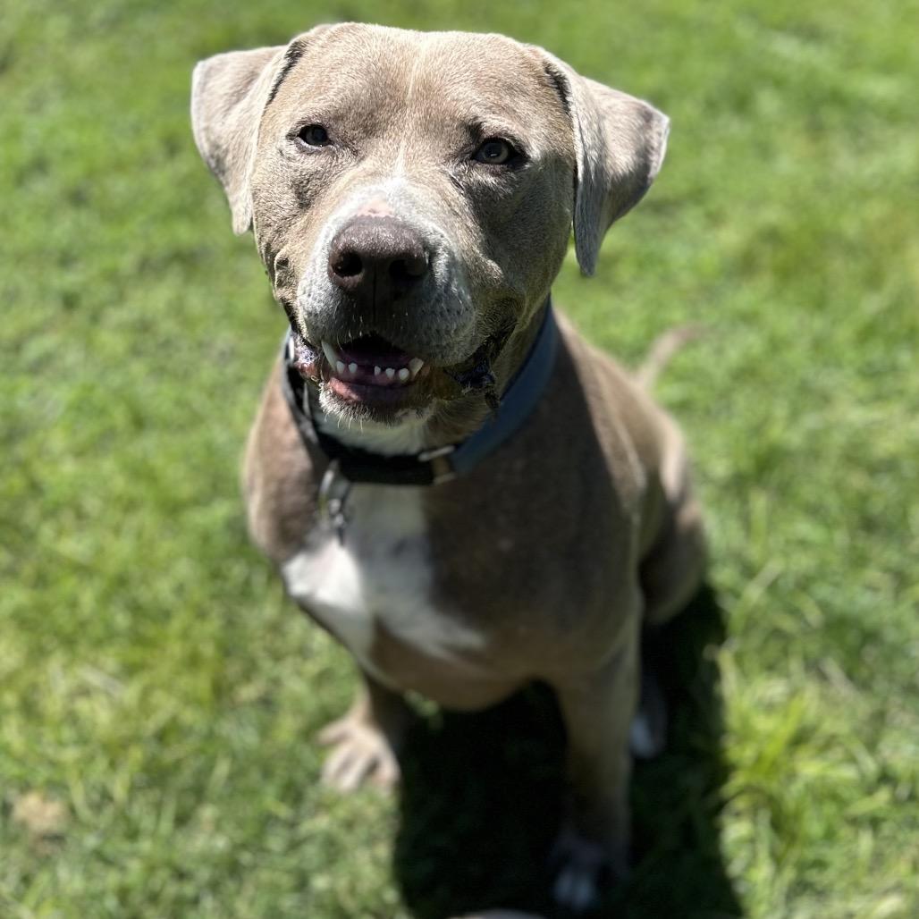 Enlarge Zeus, a Adoptable mixed breed in Medford, OR image 5/6