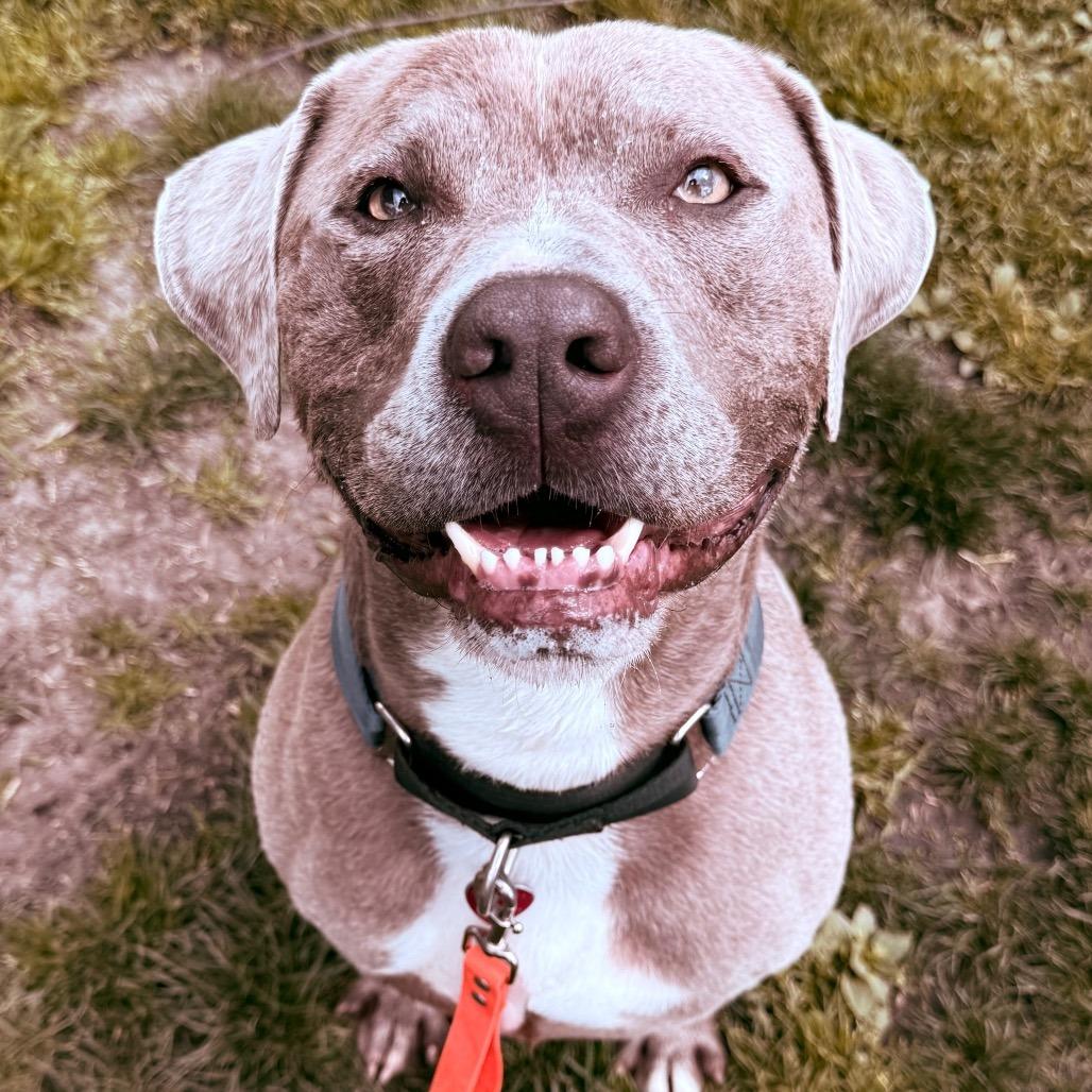 Enlarge Zeus, a Adoptable mixed breed in Medford, OR image 6/6
