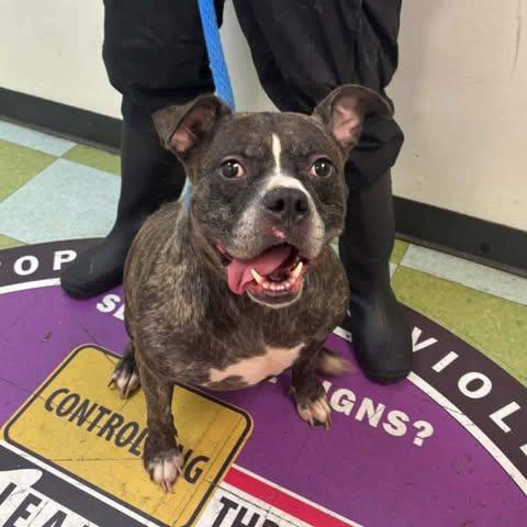 Enlarge Kolby, a Adoptable mixed breed in New York, NY image 2/6