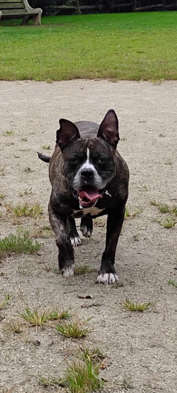 Enlarge Kolby, a Adoptable mixed breed in New York, NY image 5/6