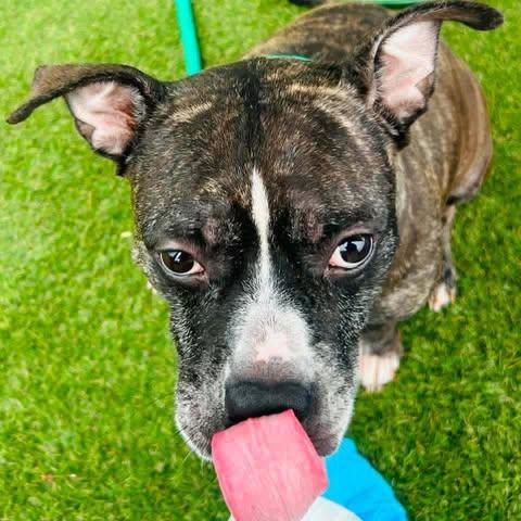 Enlarge Kolby, a Adoptable mixed breed in New York, NY image 6/6
