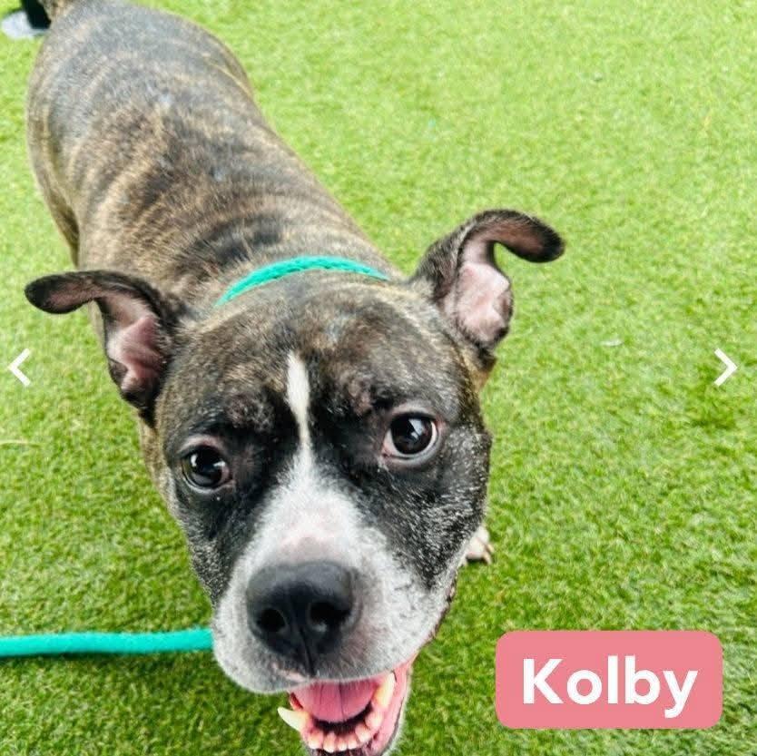 Kolby