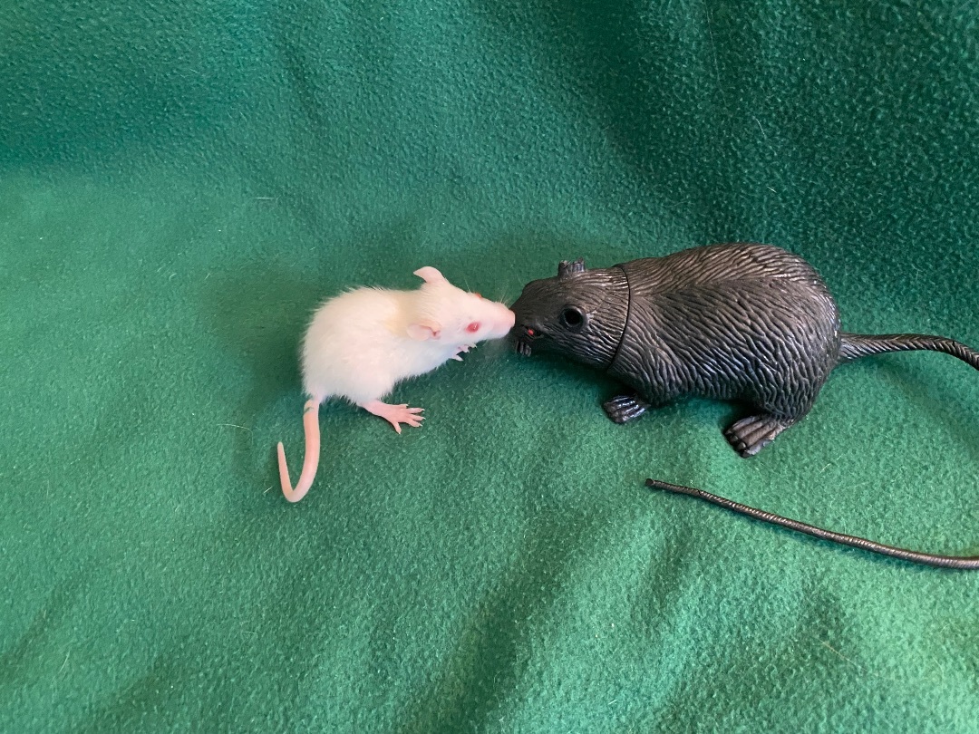 Enlarge Grey Lady, a Adopted Rat in Richmond, VA image 1/6