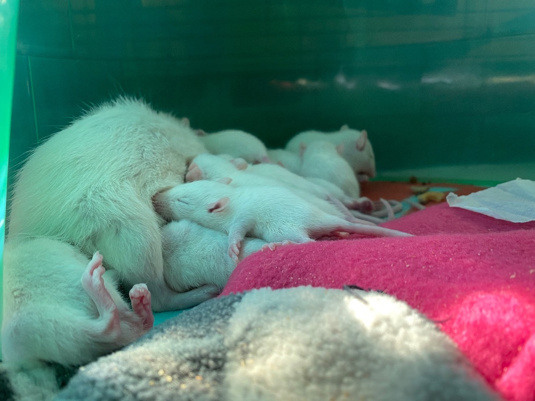 Enlarge Grey Lady, a Adopted Rat in Richmond, VA image 2/6