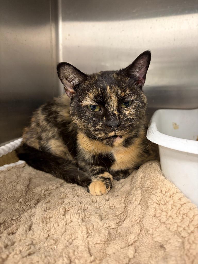 Enlarge Viola, a Adoptable mixed breed in Portland, IN image 1/1