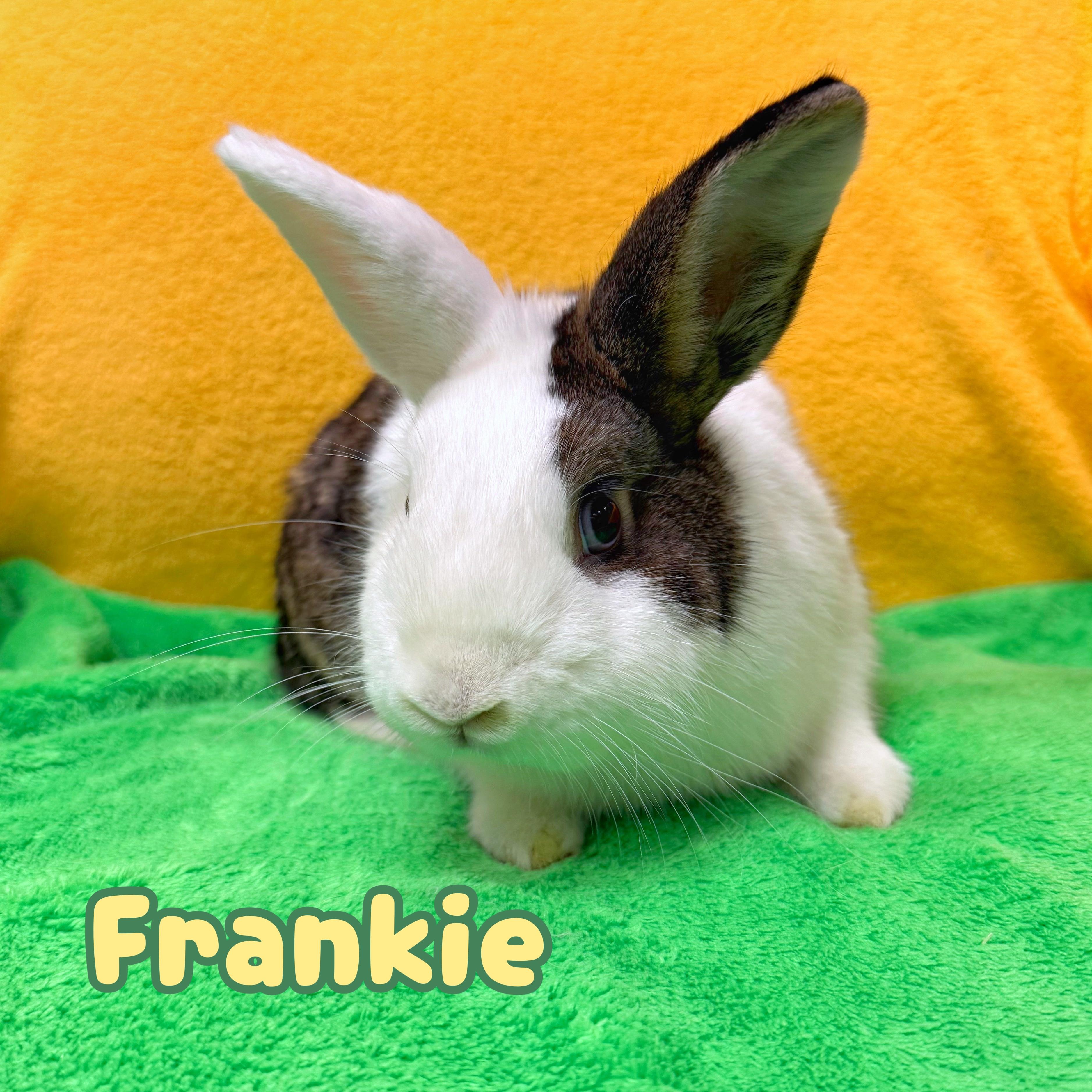 Enlarge Frankie, a ADOPTABLE Dutch in Roseville, CA image 1/1