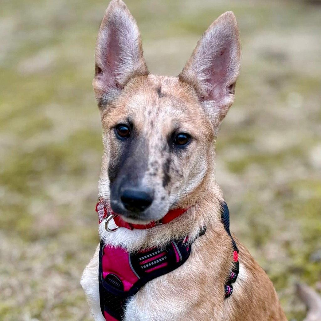 Lyra, Adoptable, Puppy Female Australian Shepherd & Terrier.