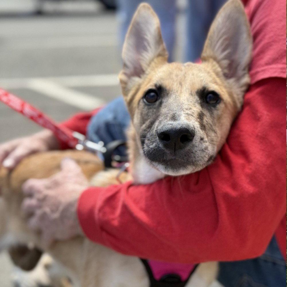 Enlarge Lyra, a Adoptable mixed breed in Bloomfield, CT image 2/3