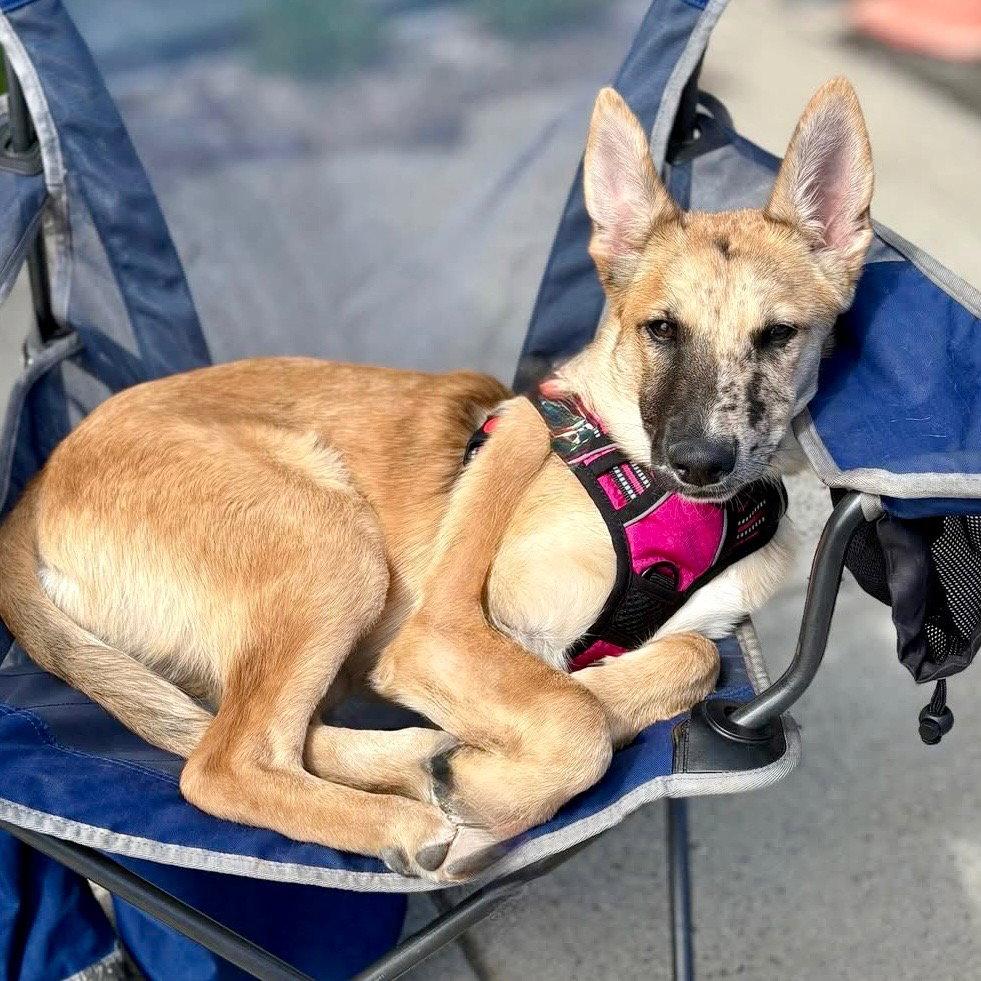 Enlarge Lyra, a Adoptable mixed breed in Bloomfield, CT image 3/3