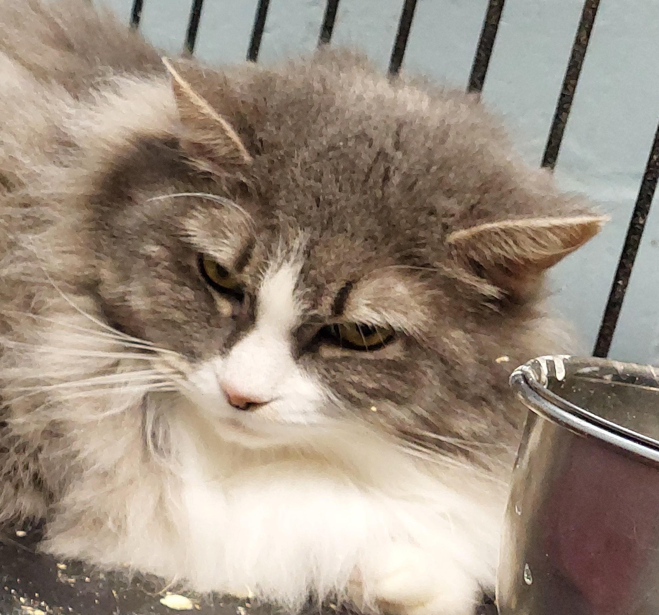 Susie, adoptable, Adult Female Domestic Long Hair.