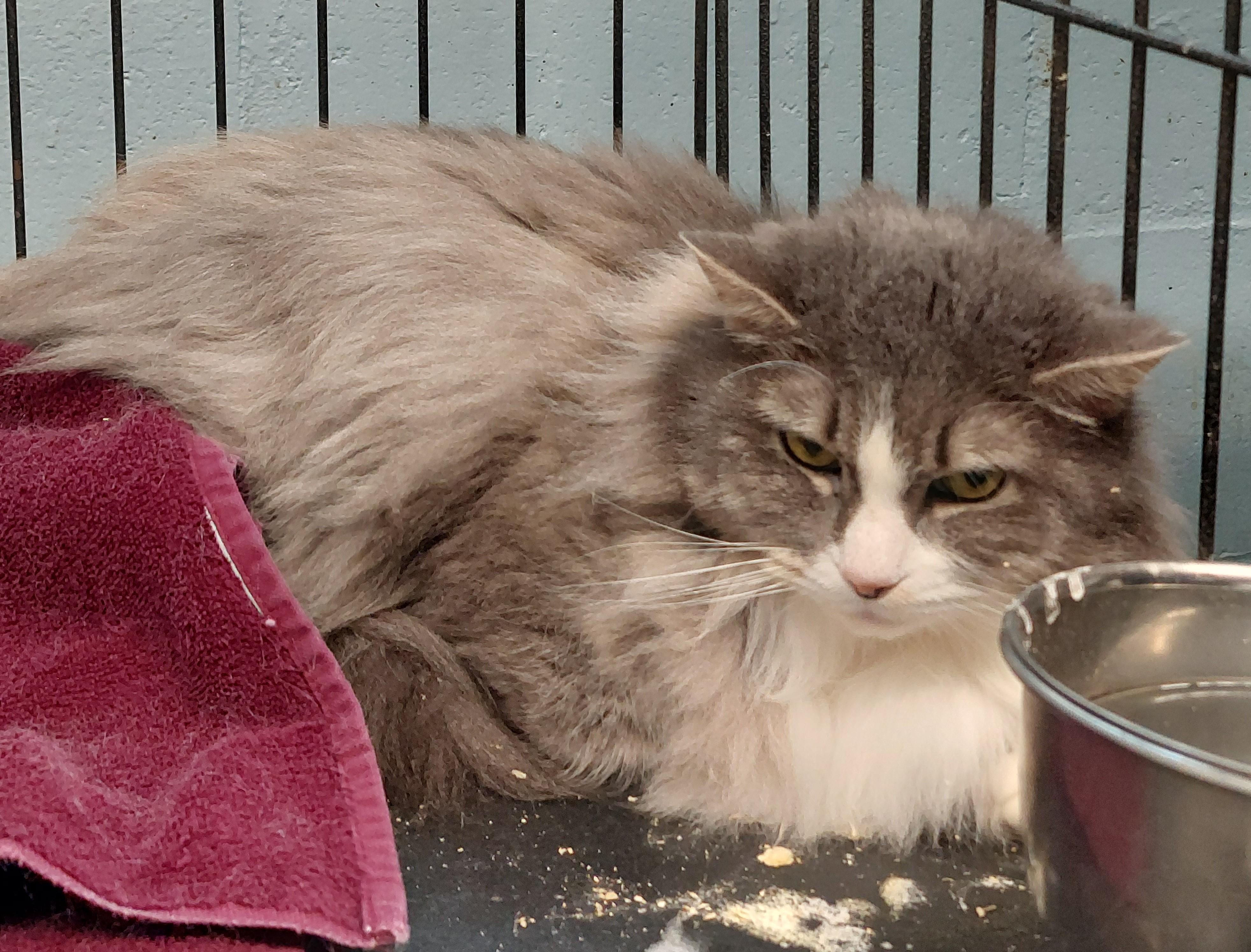 Enlarge Susie, an adoptable Domestic Long Hair in Rehoboth, MA image 3/4