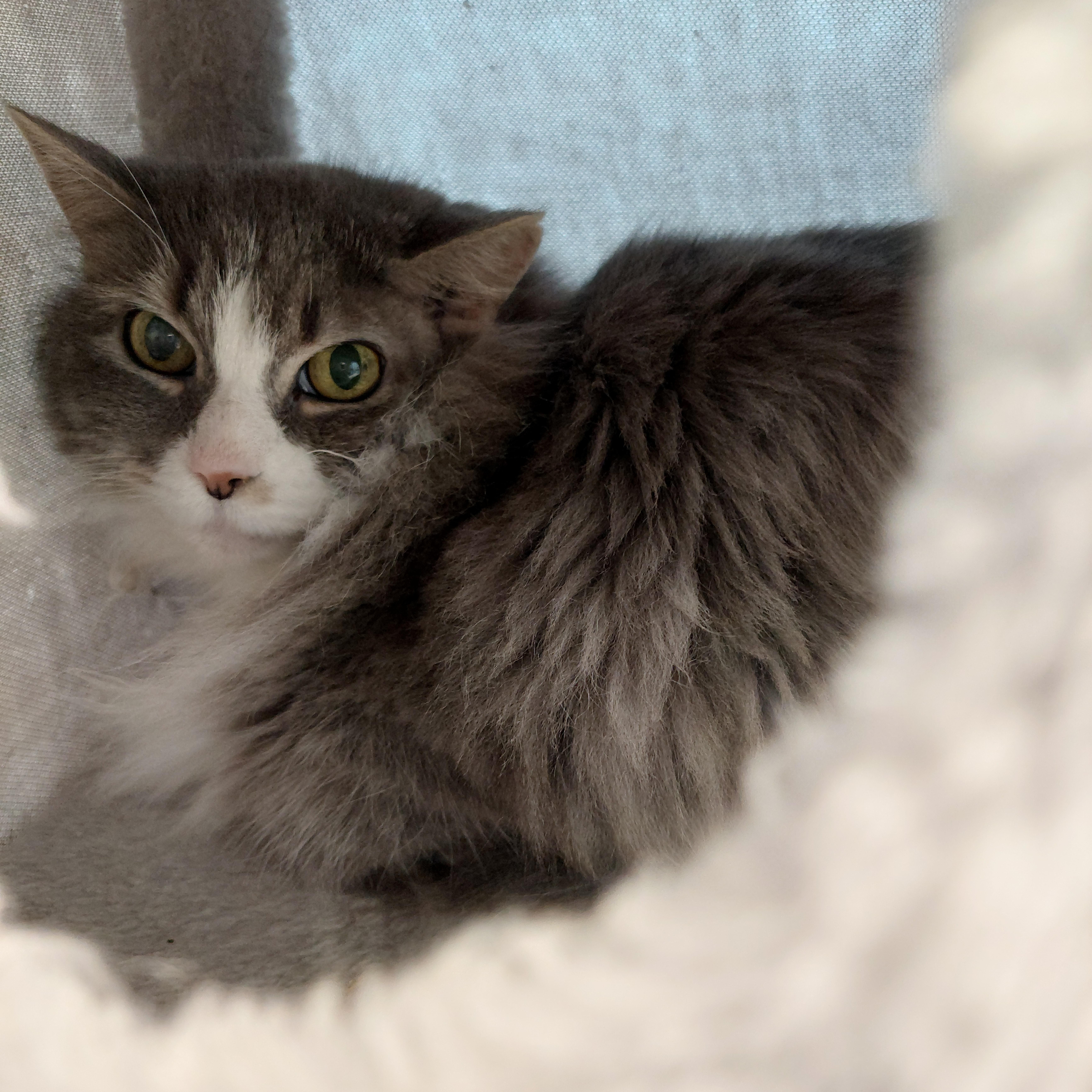 Enlarge Susie, an adoptable Domestic Long Hair in Rehoboth, MA image 4/4