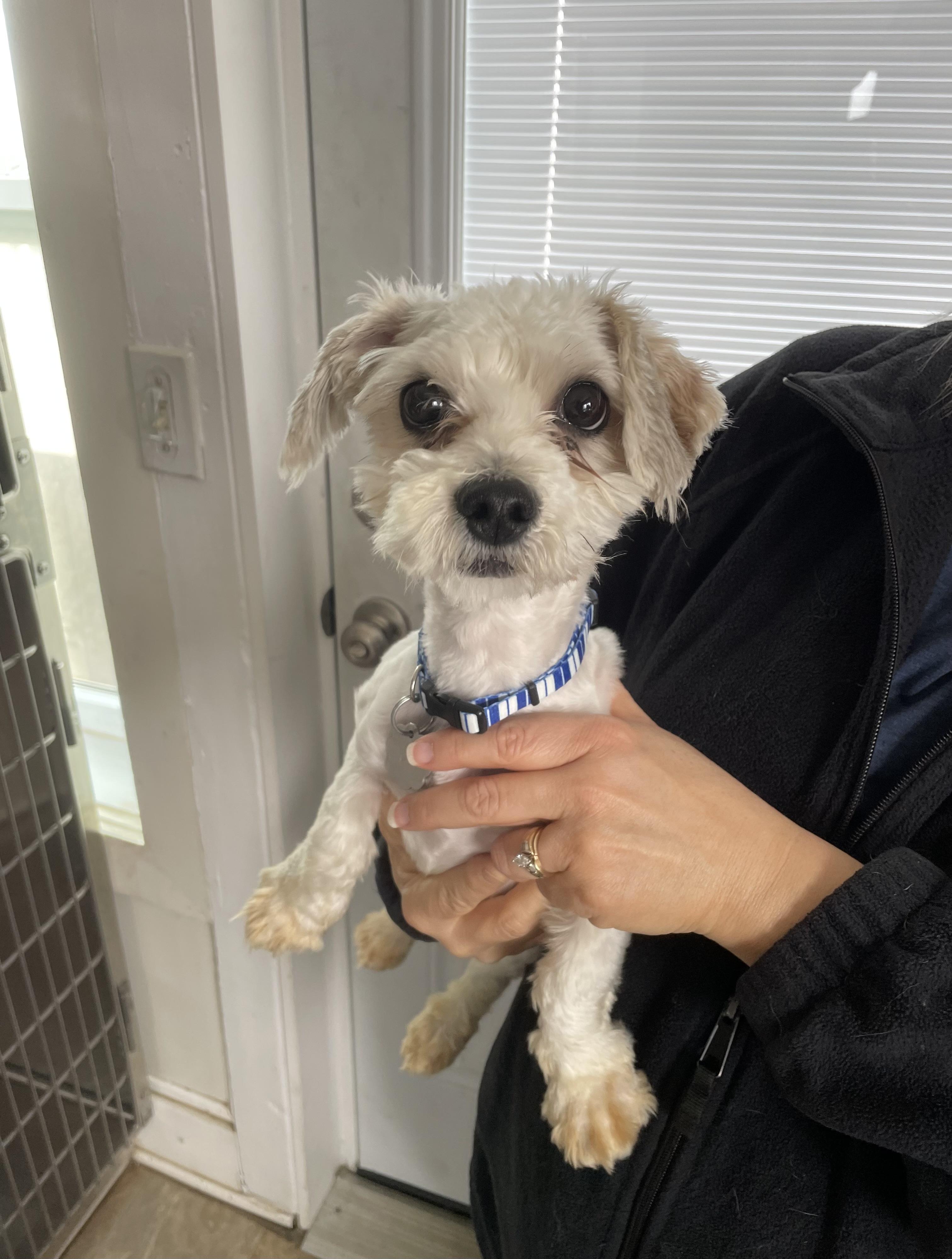 Enlarge Paddington, a Adoptable mixed breed in Oxford, MI image 3/3