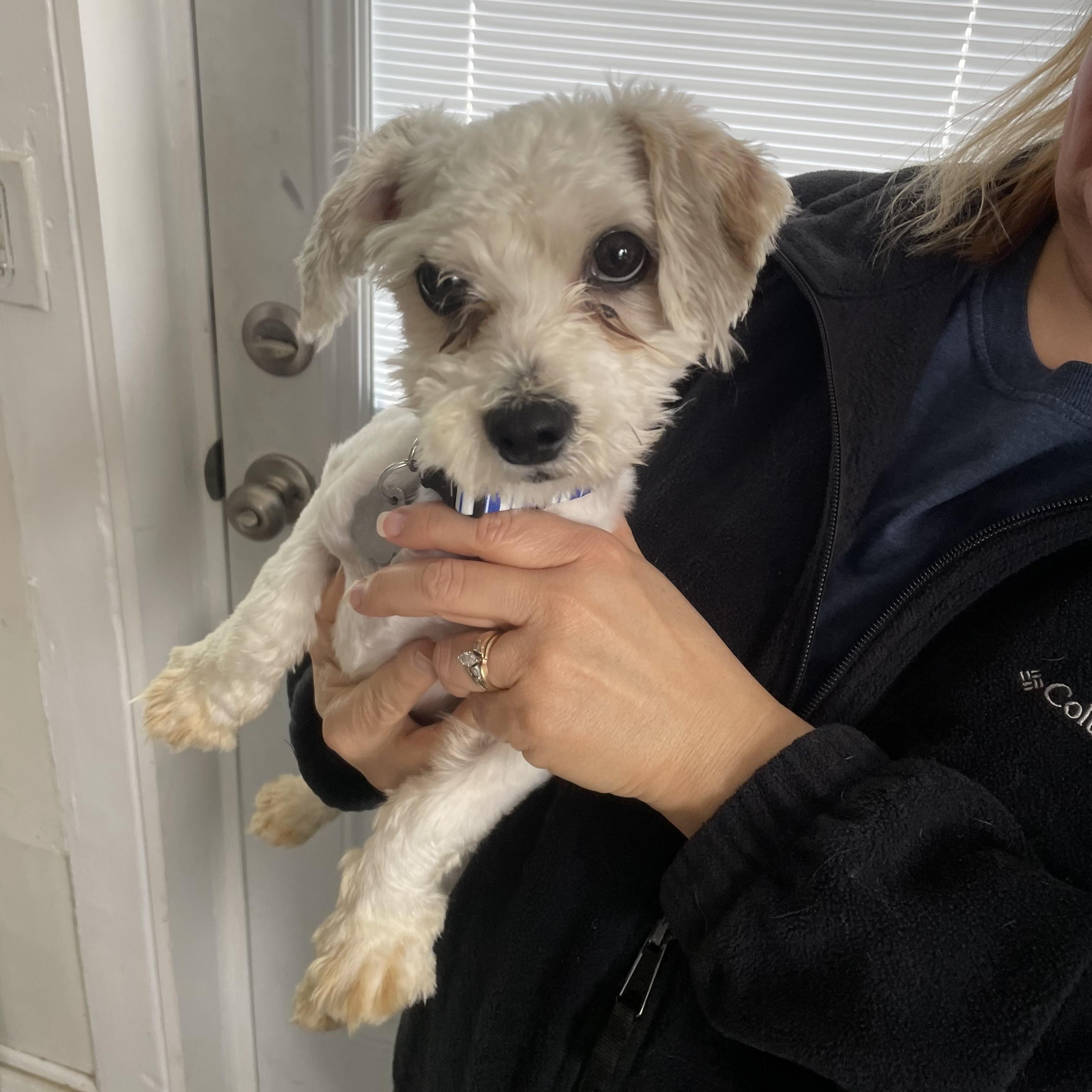 Enlarge Paddington, a Adoptable mixed breed in Oxford, MI image 2/3