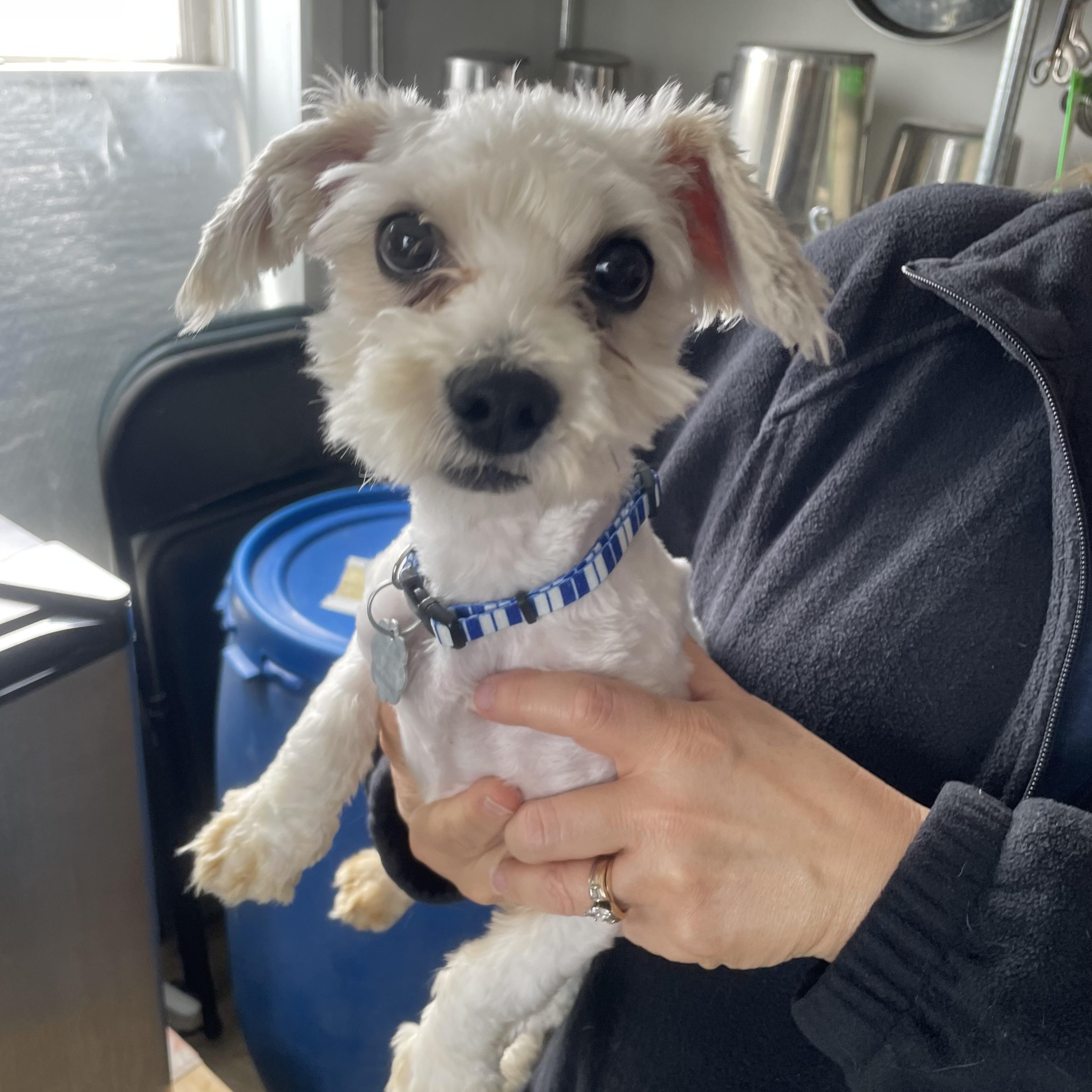 Enlarge Paddington, a Adoptable mixed breed in Oxford, MI image 1/3