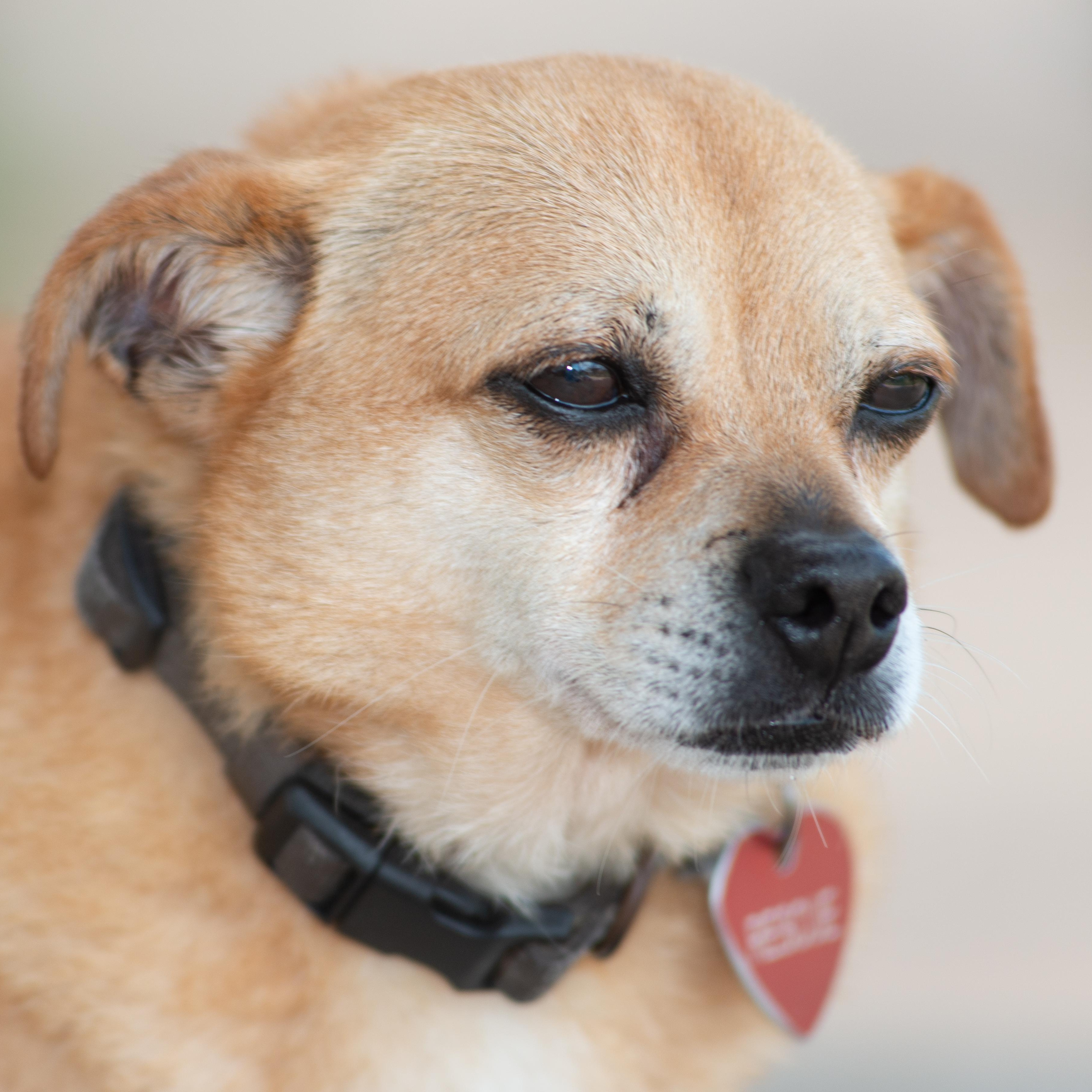 Chewie, an adoptable Chihuahua, Pomeranian in Richmond, TX, 77406 | Photo Image 1
