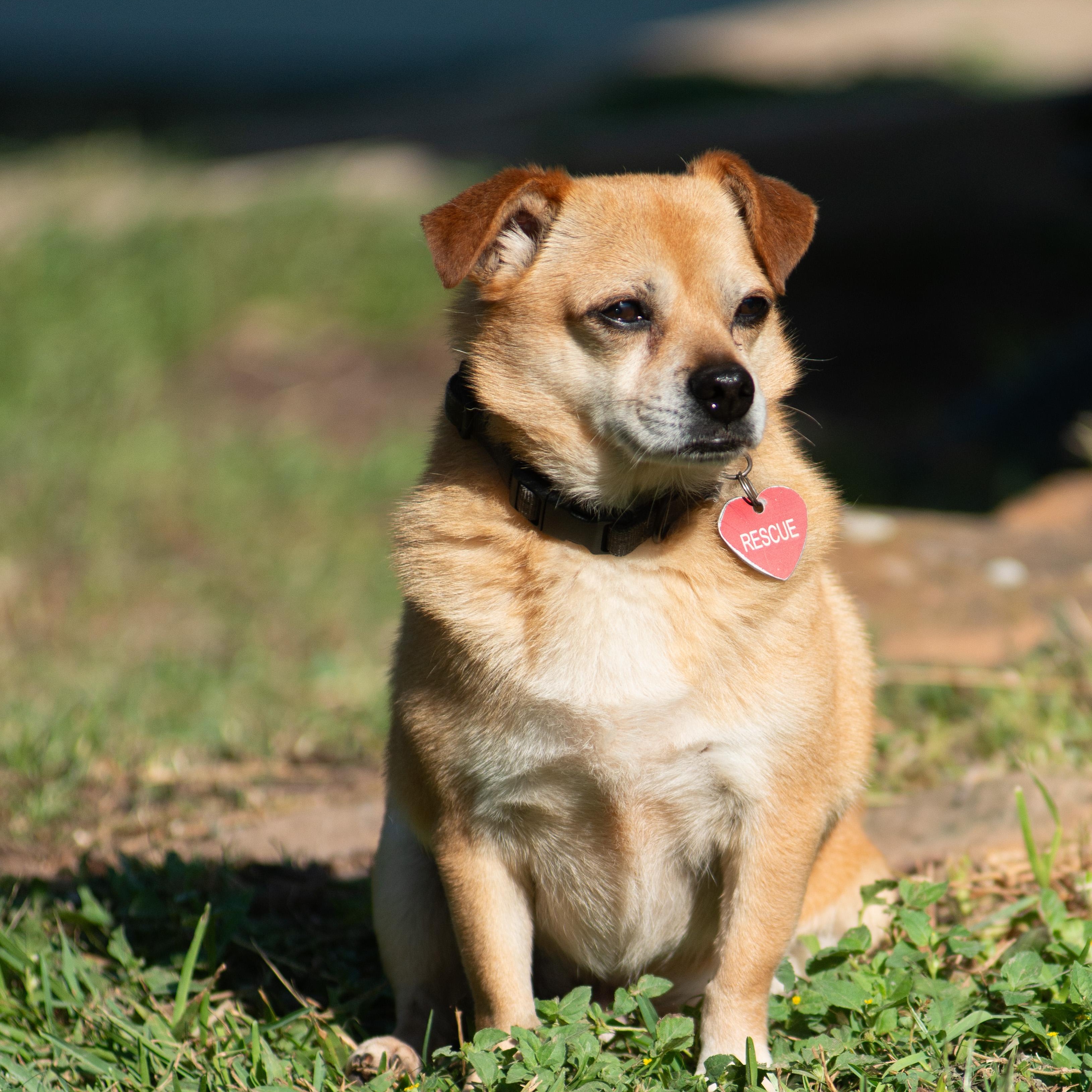 Enlarge Chewie, a Adoptable mixed breed in Richmond, TX image 1/4